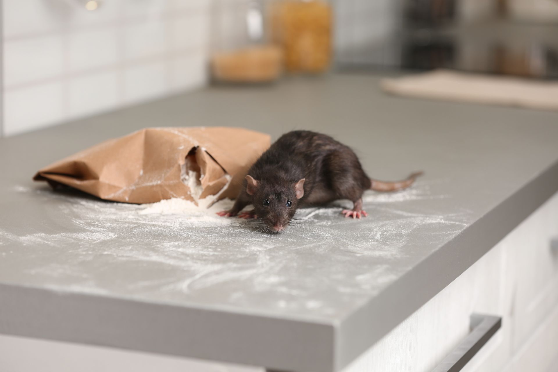 Rat on a kitchen counter with spilled flour from a brown paper bag. Rat on a kitchen counter with spilled flour from a brown paper bag.
