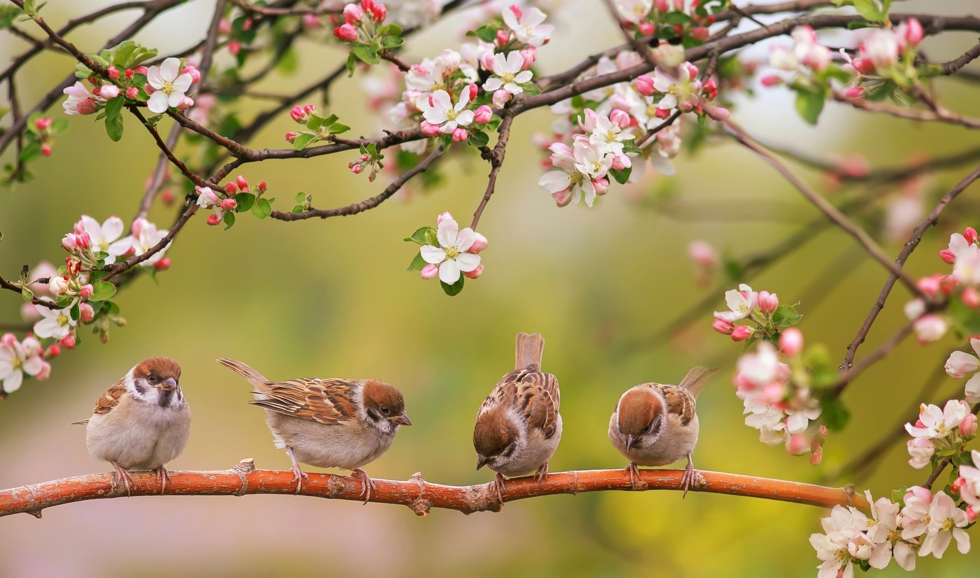 Four small brown birds perched on a branch of a flowering tree with pink and white blossoms. Four small brown birds perched on a branch of a flowering tree with pink and white blossoms.