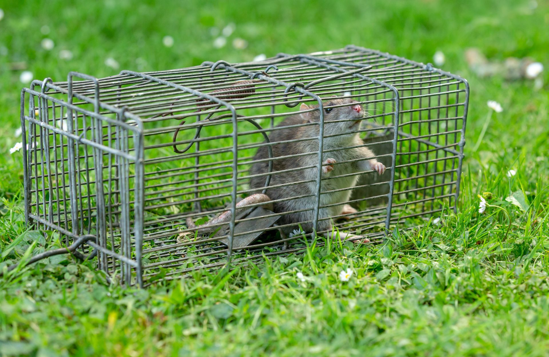 Rat trapped inside a metal cage on green grass. Rat trapped inside a metal cage on green grass.