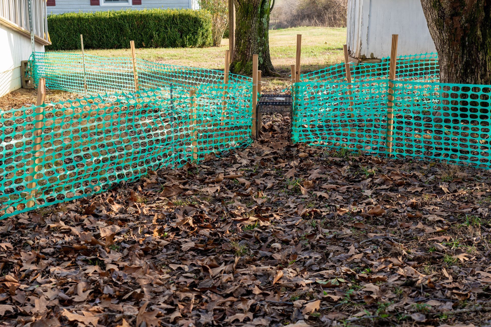 Green plastic fencing protects the base of trees in a yard covered in fallen leaves. Green plastic fencing protects the base of trees in a yard covered in fallen leaves.