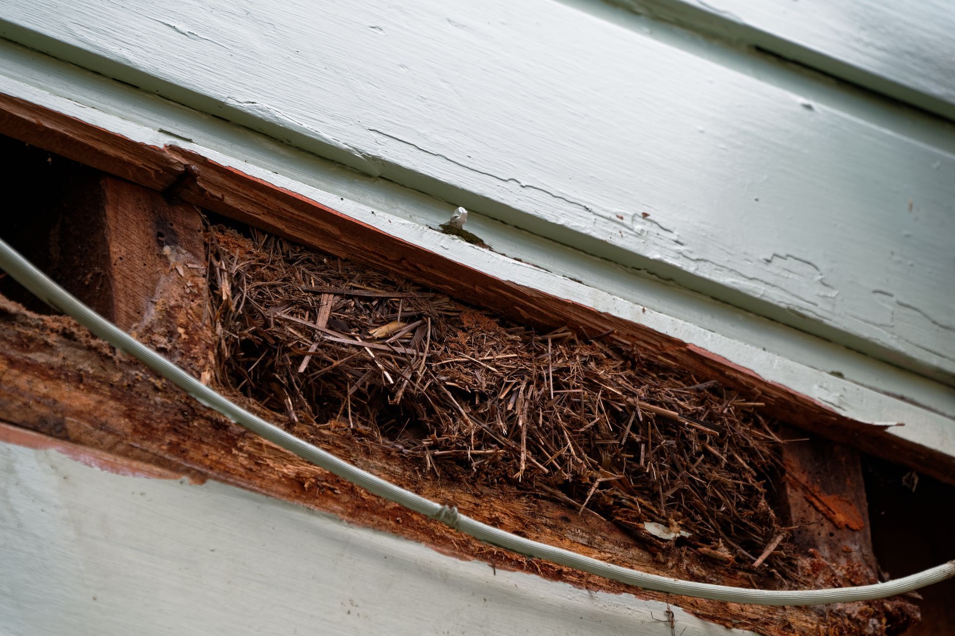 Nest built in the wooden siding of a building; brown straw and sticks. Nest built in the wooden siding of a building; brown straw and sticks.