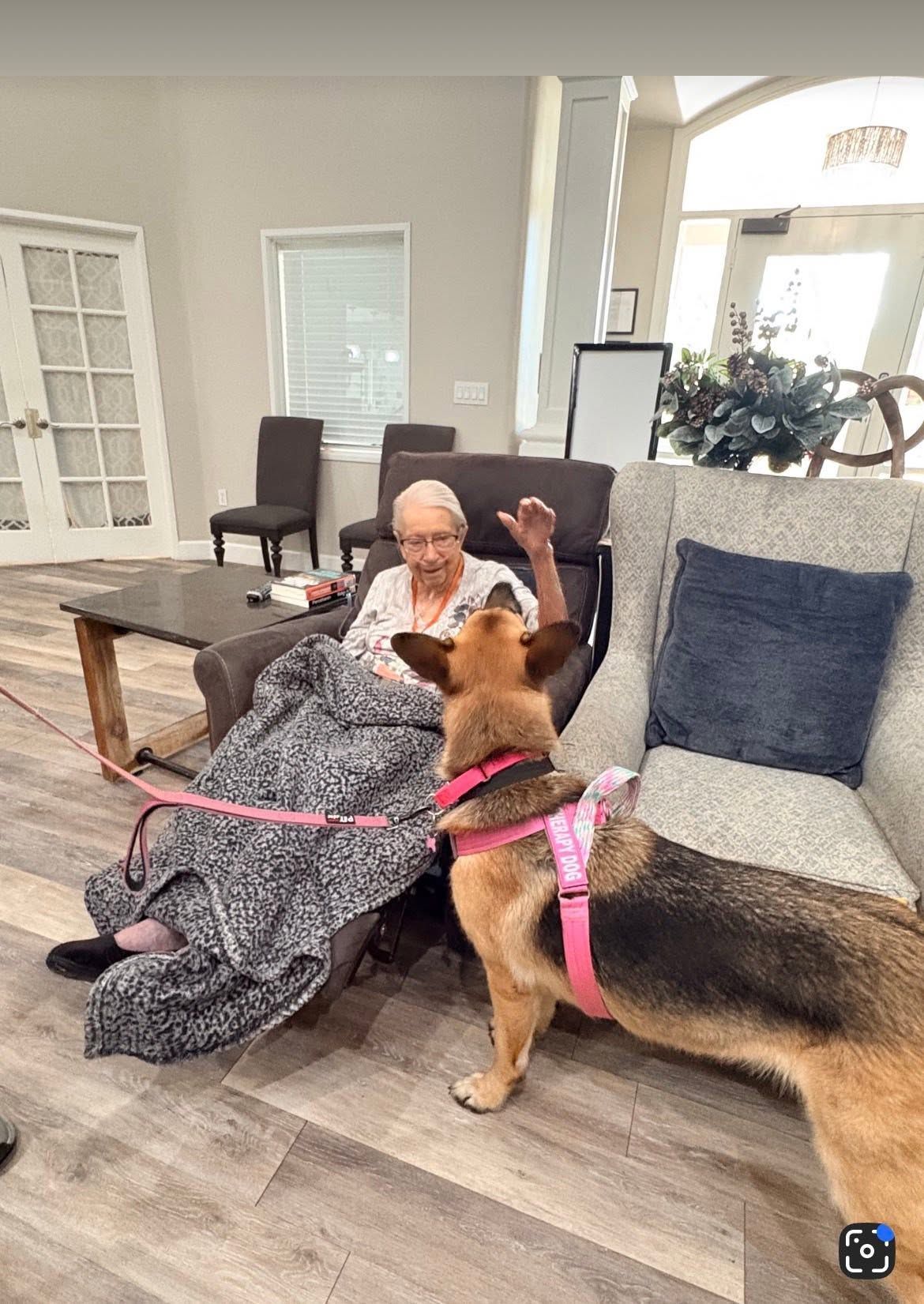 Woman seated with a dog wearing a pink harness, interacting in a living room with a blanket and chair.