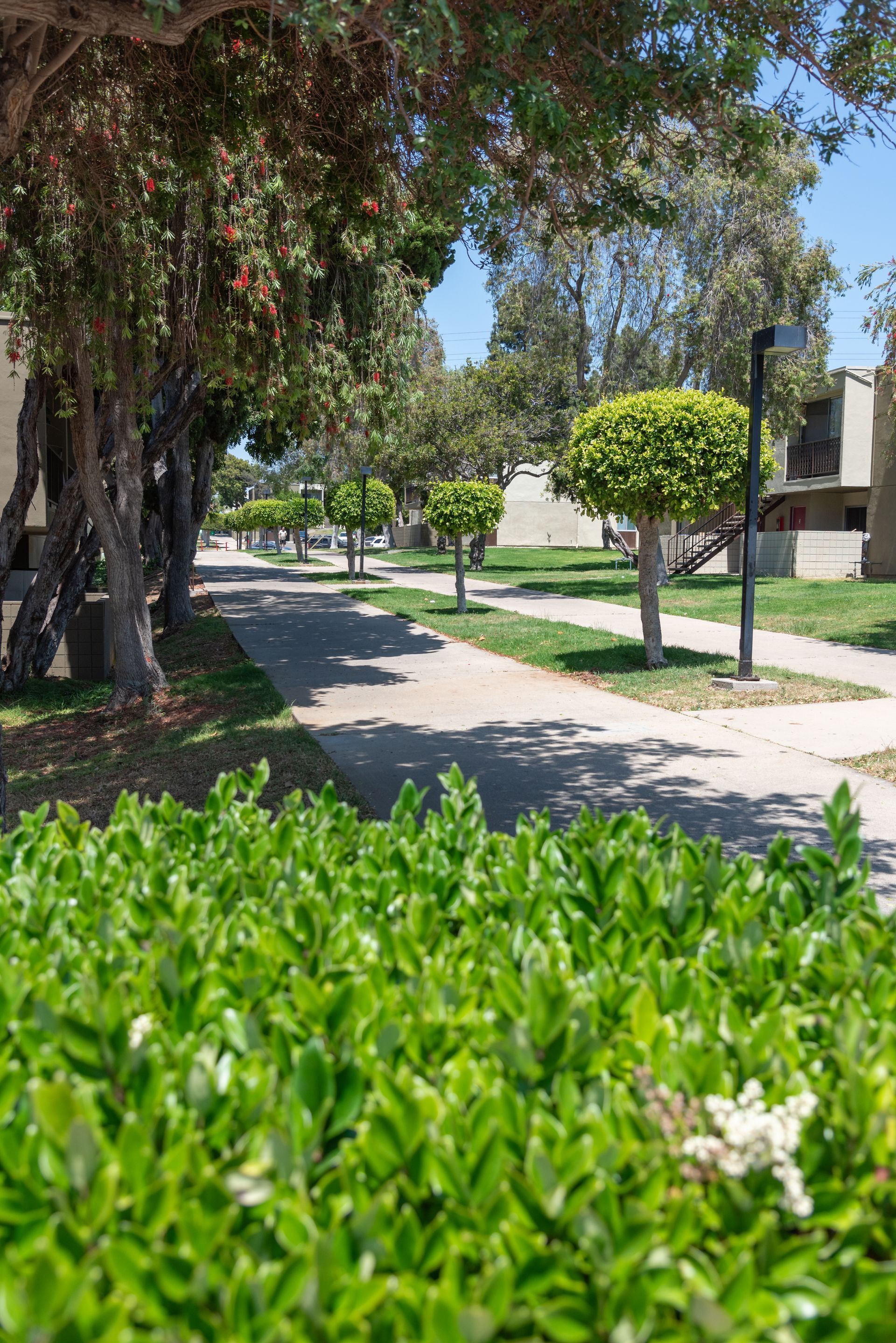 Property grounds with trees