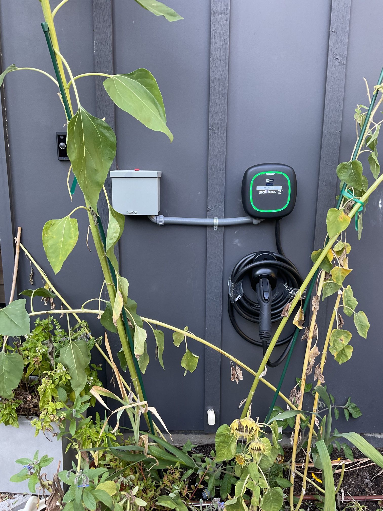 Electric meter and outlet on a dark fence, with vines and weeds growing around them.