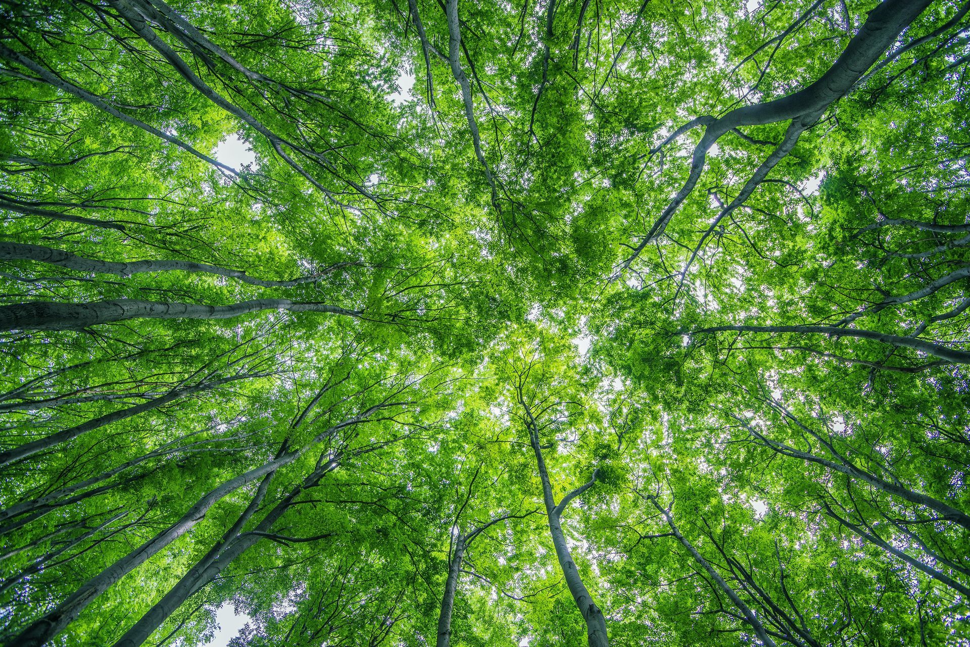 Green treetops, viewed from below, reaching towards the sky; lush foliage, sunlight filtering through Green treetops, viewed from below, reaching towards the sky; lush foliage, sunlight filtering through