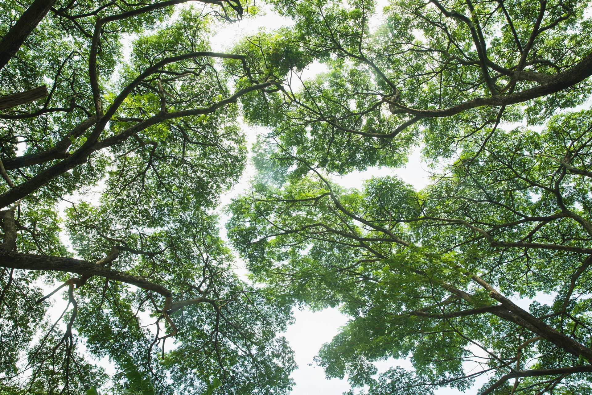 View from below of tree branches and green leaves against a bright sky