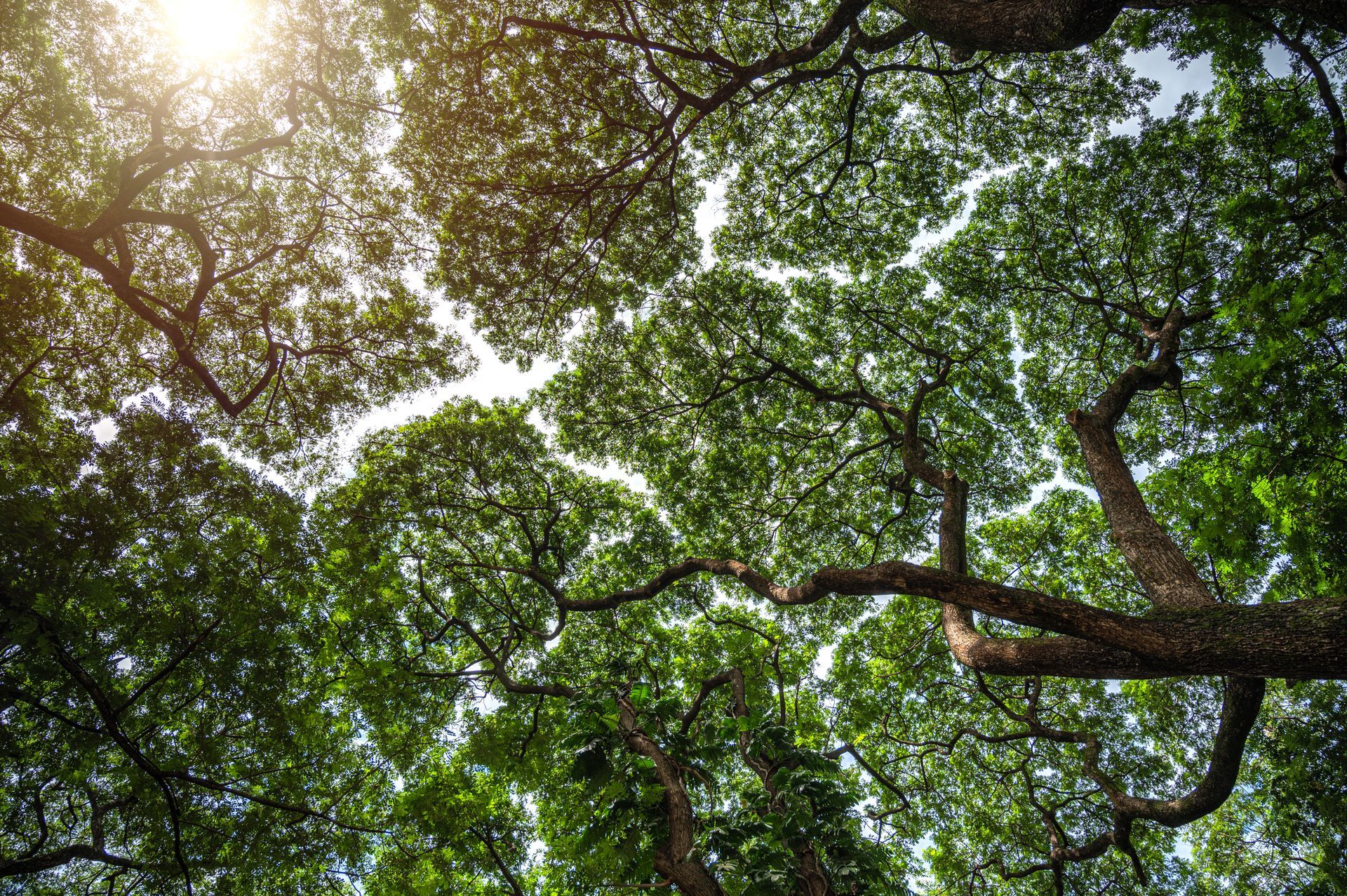 Looking up through dense green tree canopy, sunlight peeking through Looking up through dense green tree canopy, sunlight peeking through