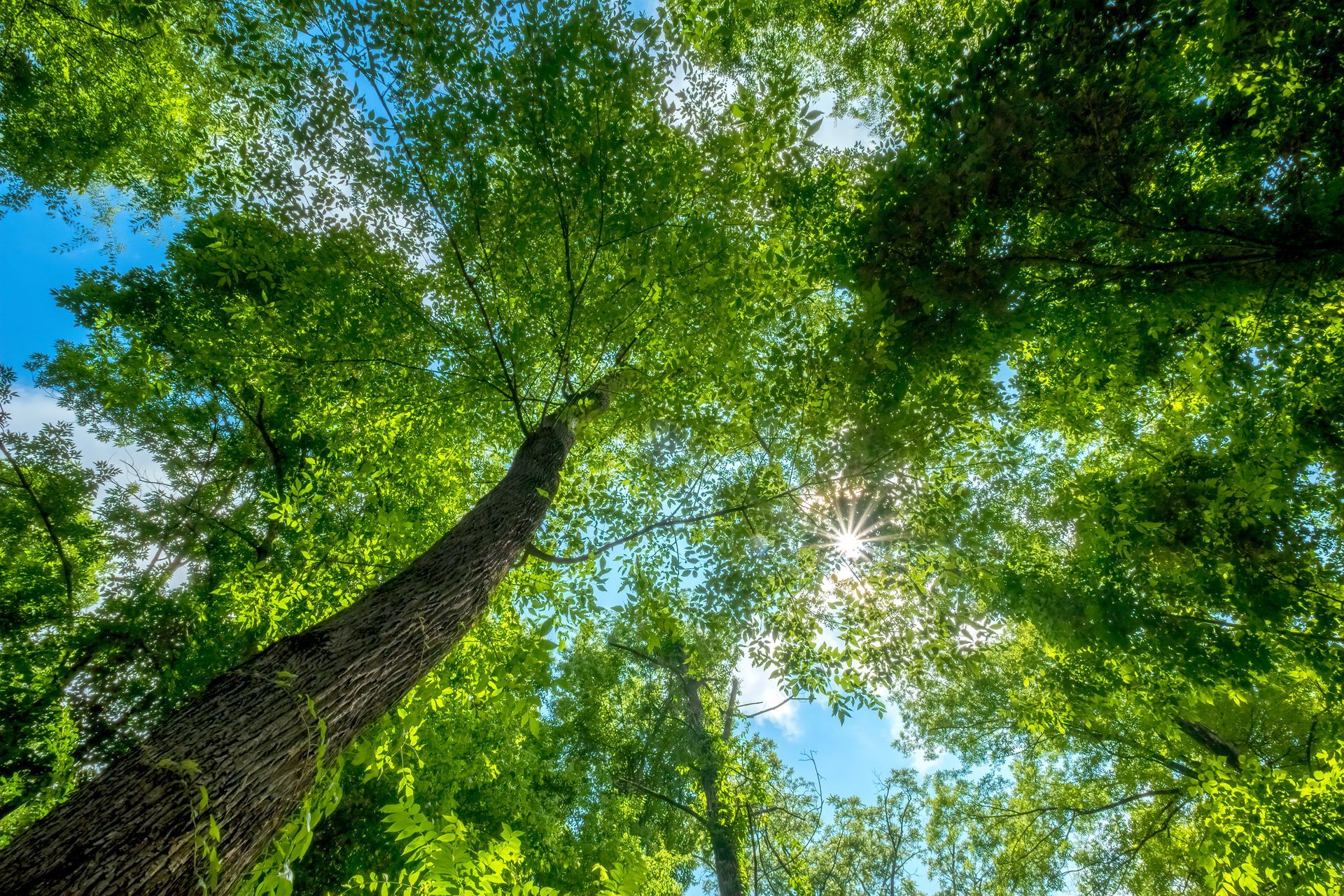 Looking up at tall green trees with sunlight streaming through the leaves against a blue sky Looking up at tall green trees with sunlight streaming through the leaves against a blue sky