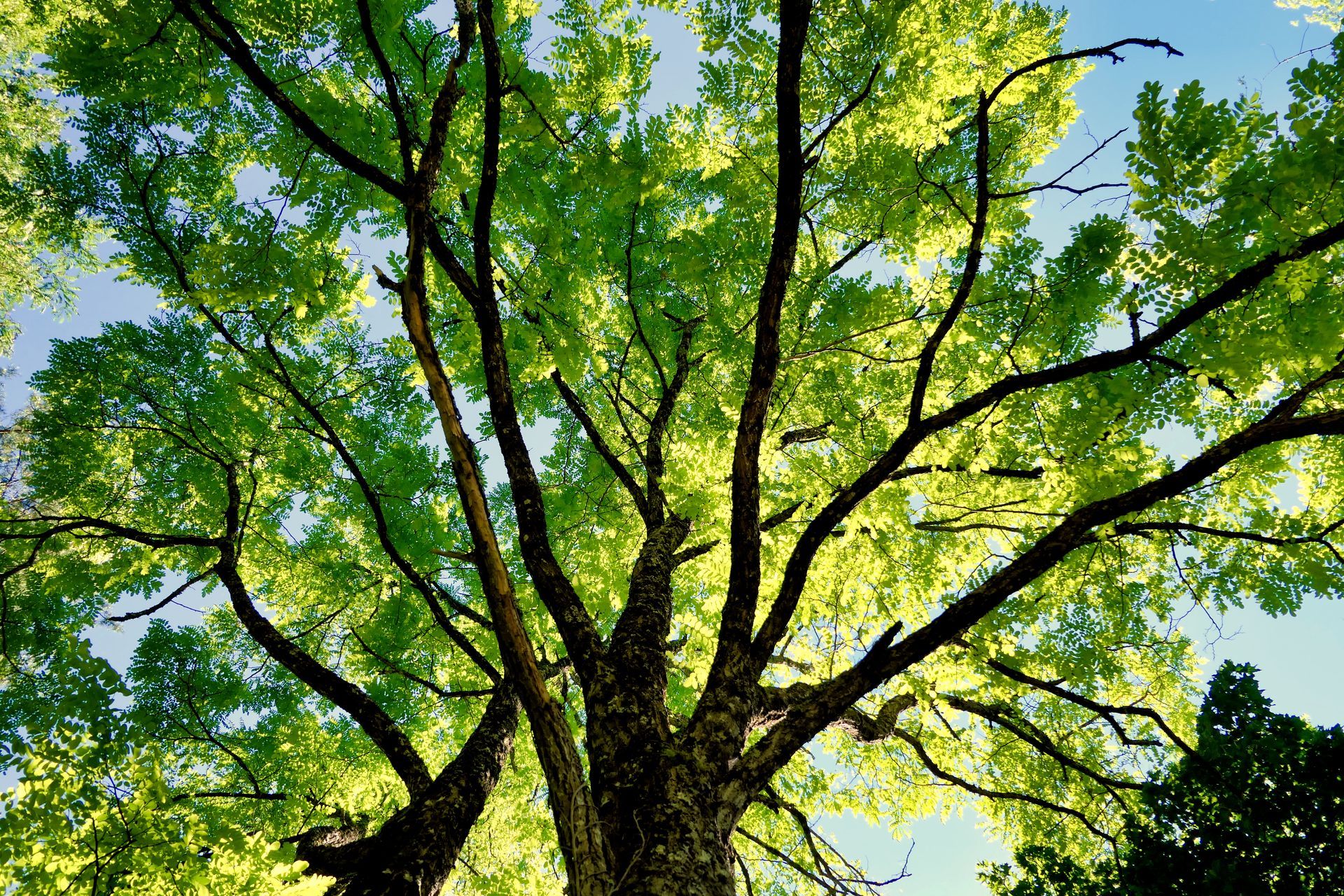View from below of a tree with green leaves and sunlight through the branches against a blue sky View from below of a tree with green leaves and sunlight through the branches against a blue sky