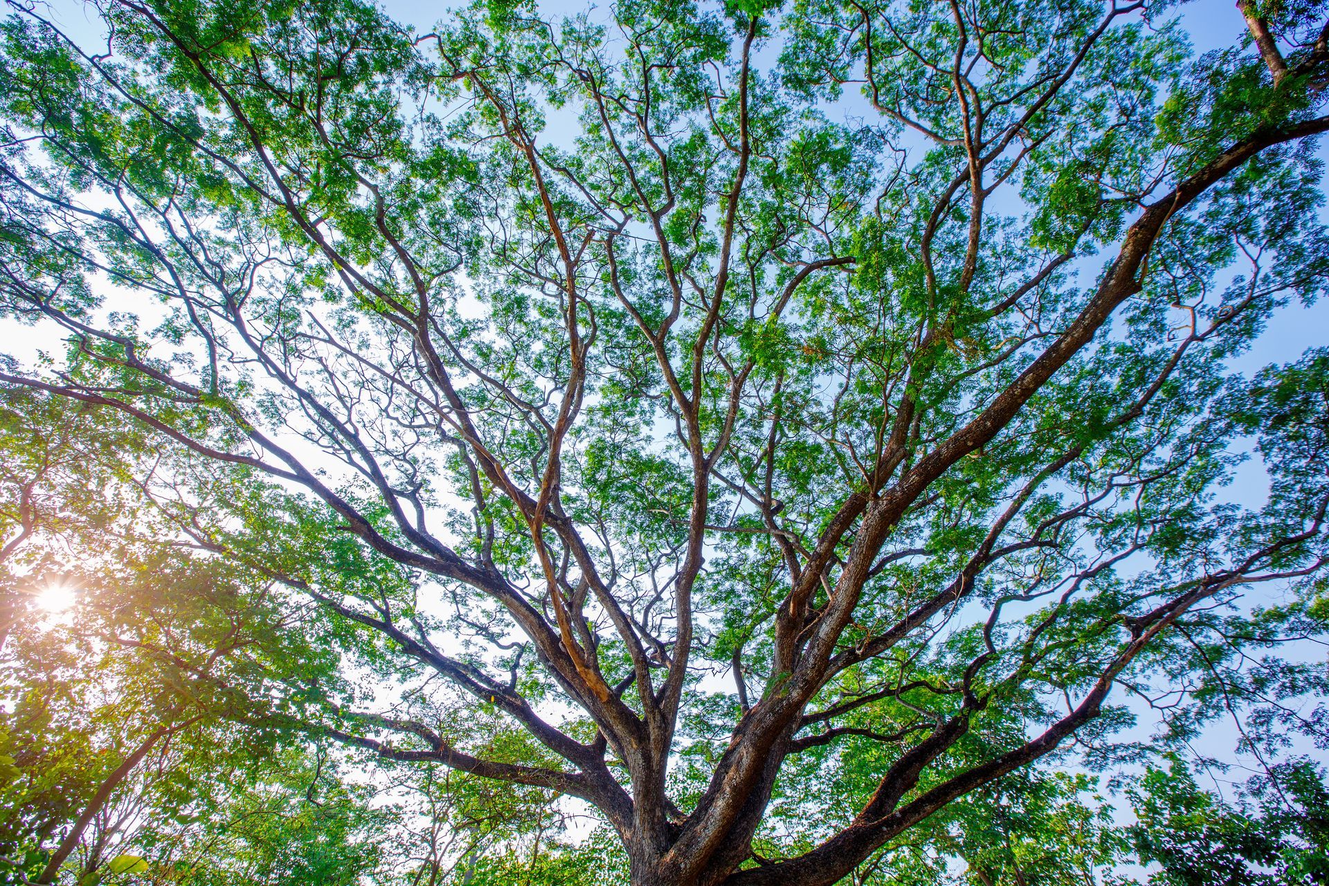View of a large tree with a wide canopy, lush green leaves, and branches reaching towards a blue sky