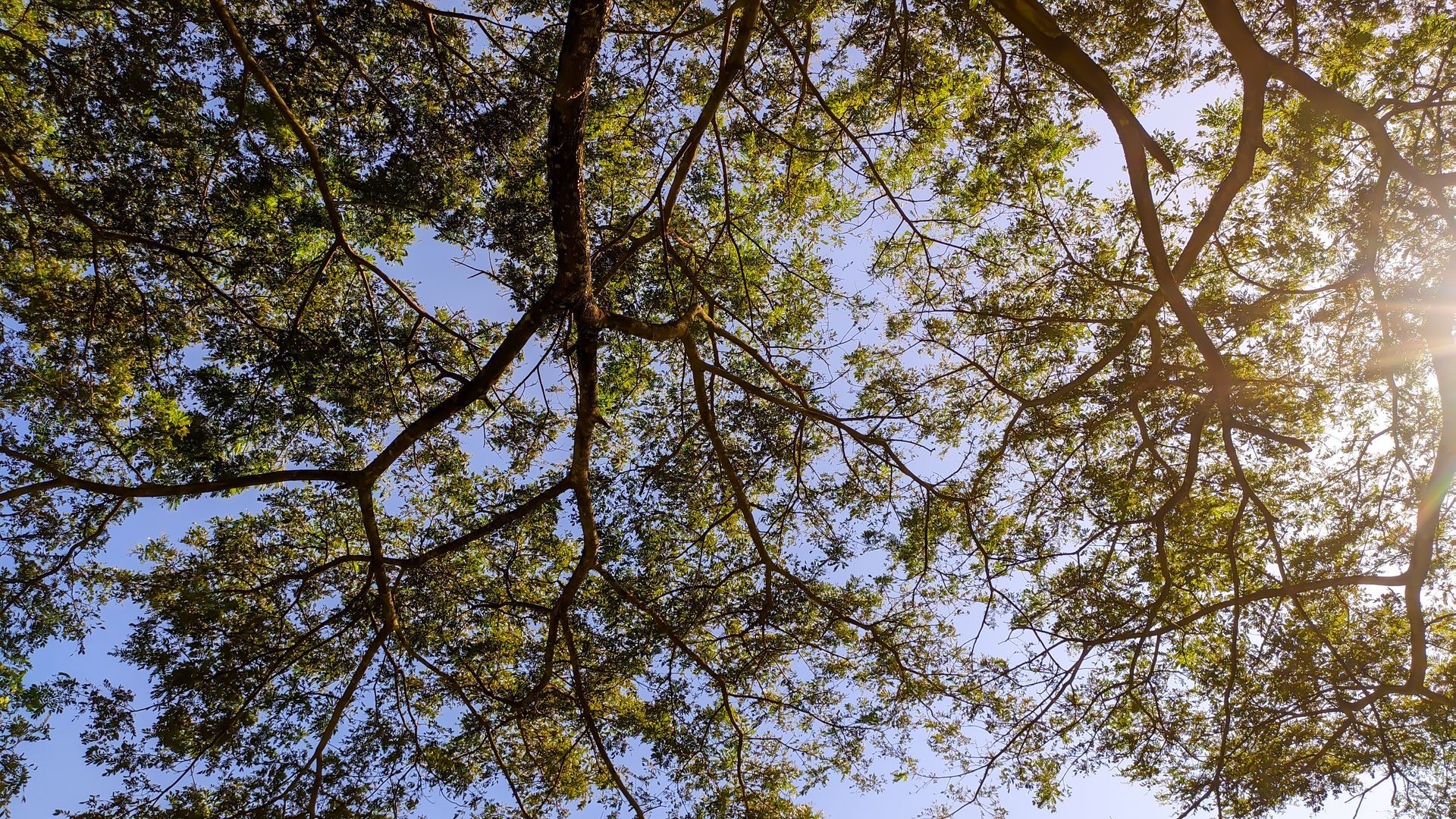 View upwards through tree branches with sunlight peeking through leaves and blue sky