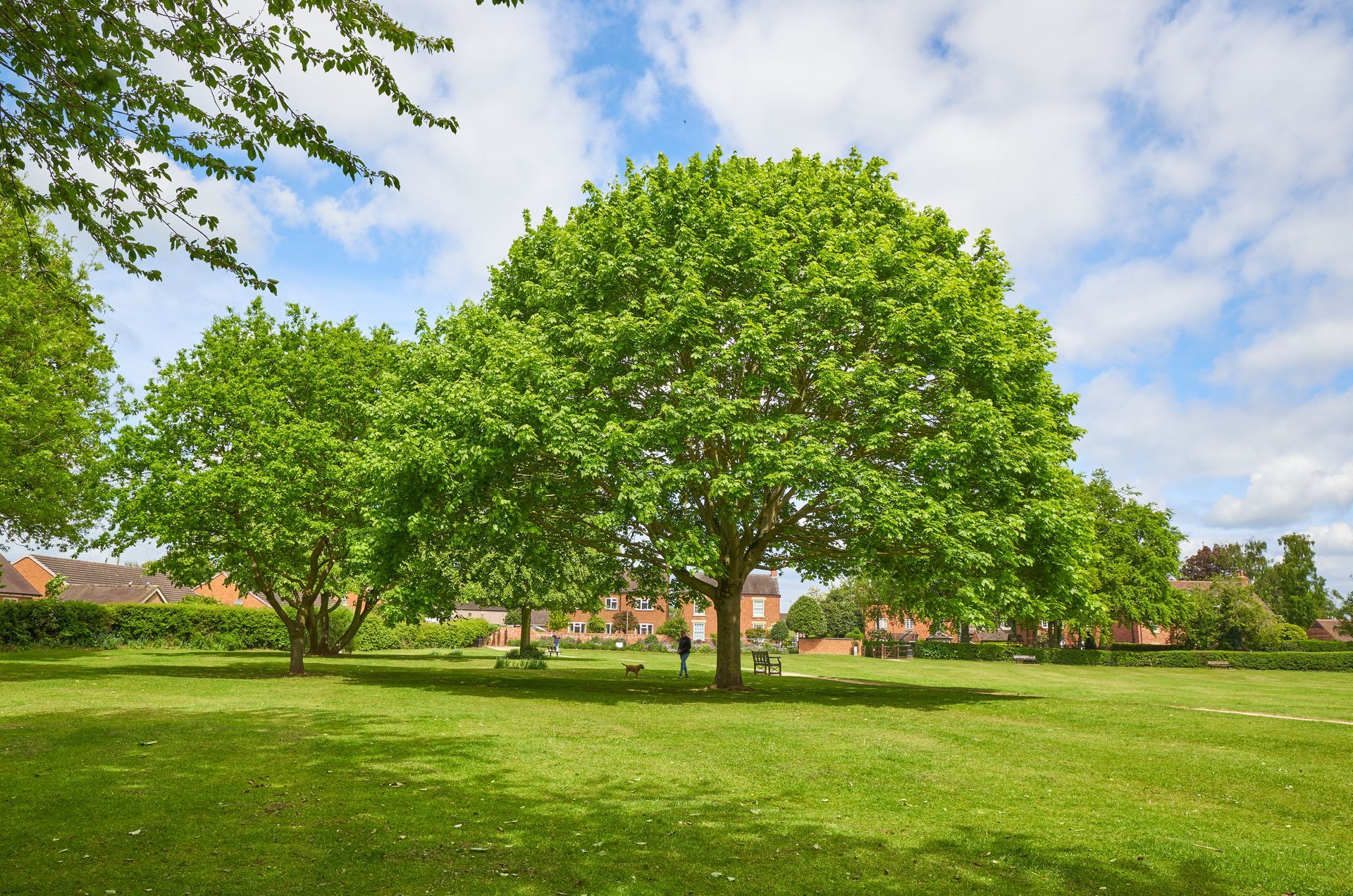 Green trees in a sunny park with a blue sky and scattered clouds Green trees in a sunny park with a blue sky and scattered clouds