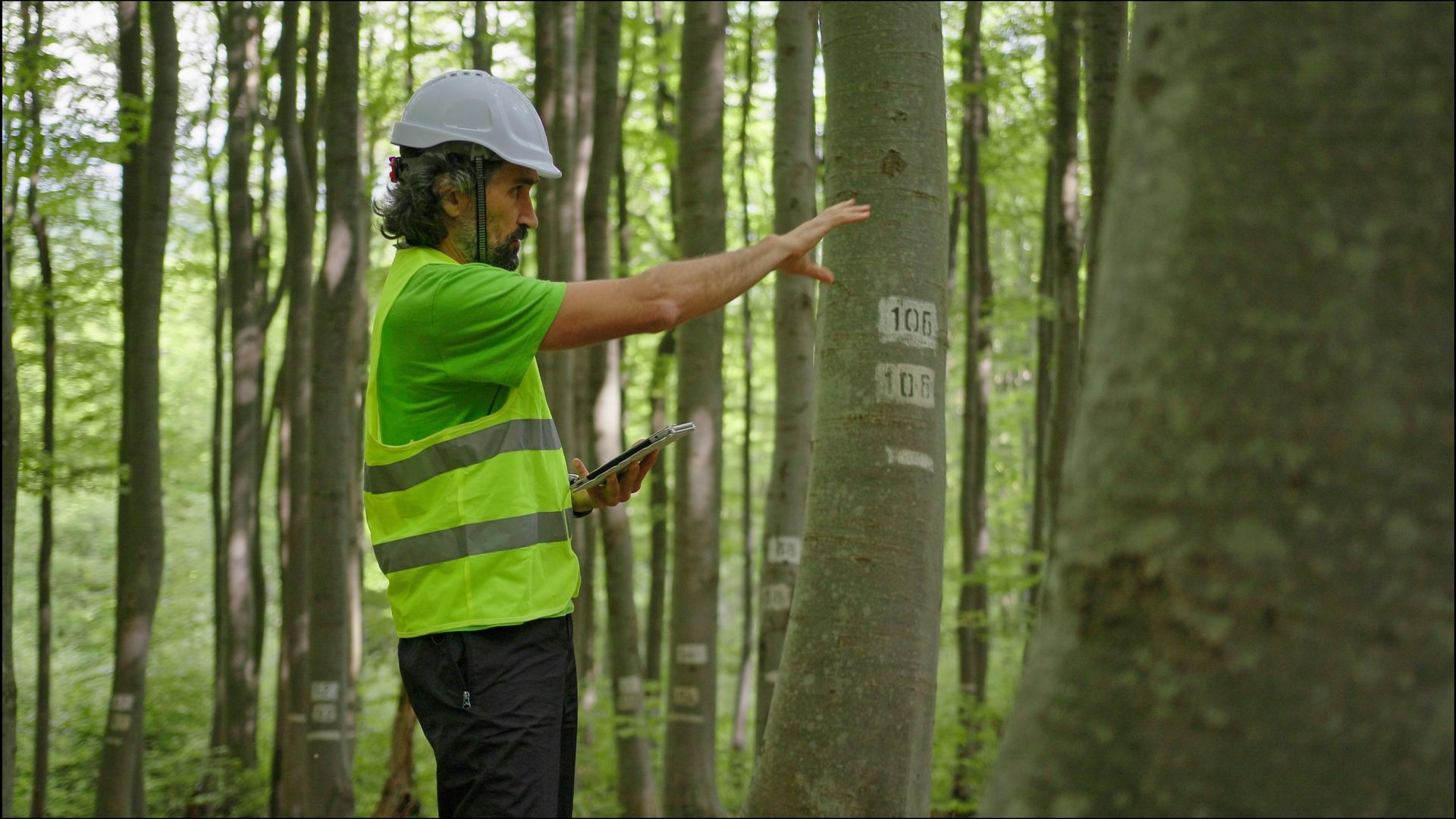 Forester in hard hat and vest surveys trees in a forest, pointing while holding a tablet