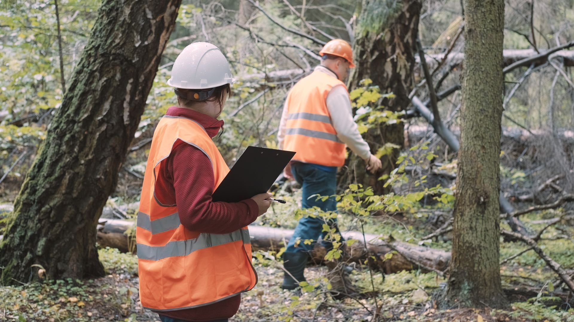 Two people in safety vests and hard hats surveying a forest, one holding a clipboard Two people in safety vests and hard hats surveying a forest, one holding a clipboard