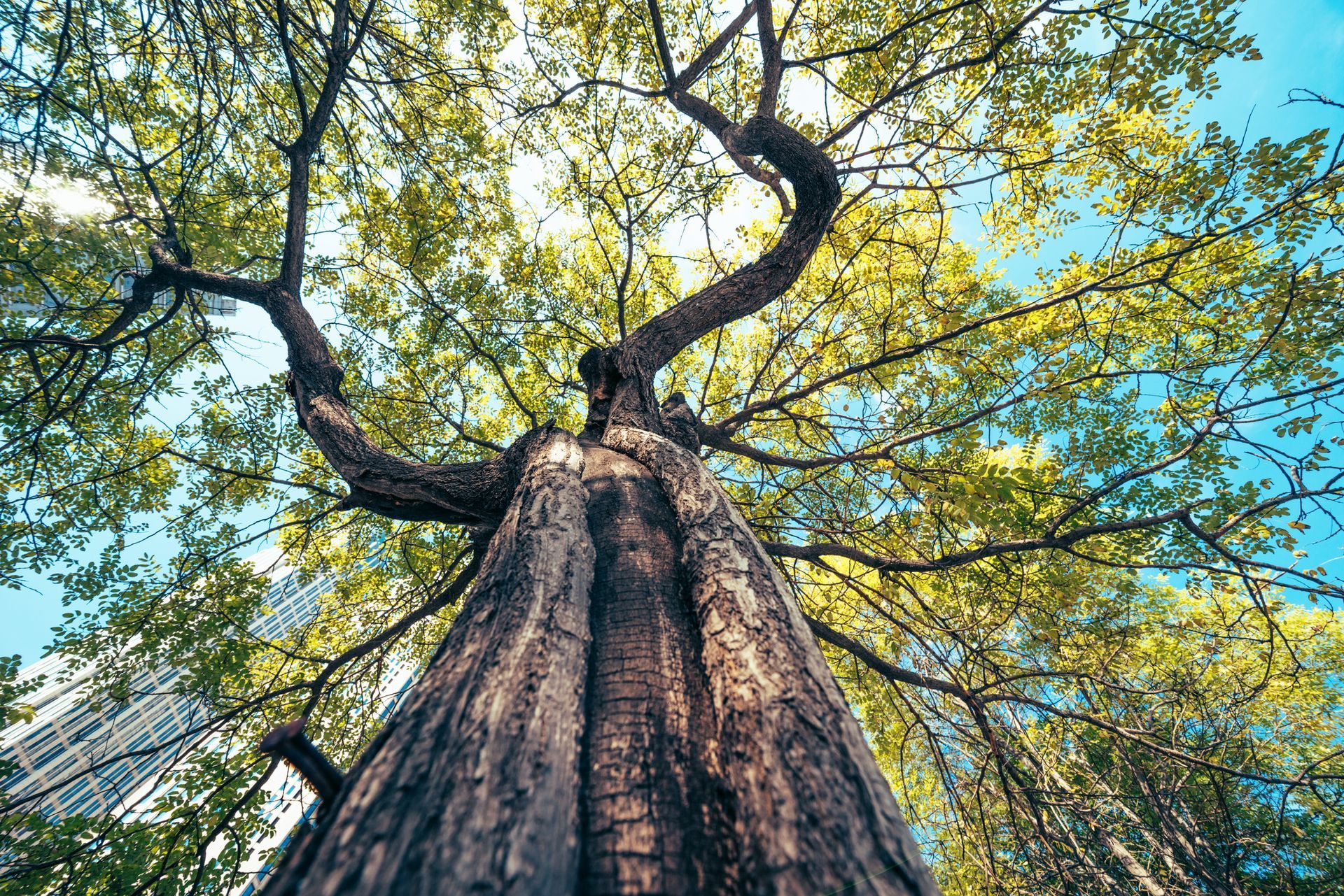 Tall tree with textured bark, reaching toward a blue sky through green leaves Tall tree with textured bark, reaching toward a blue sky through green leaves