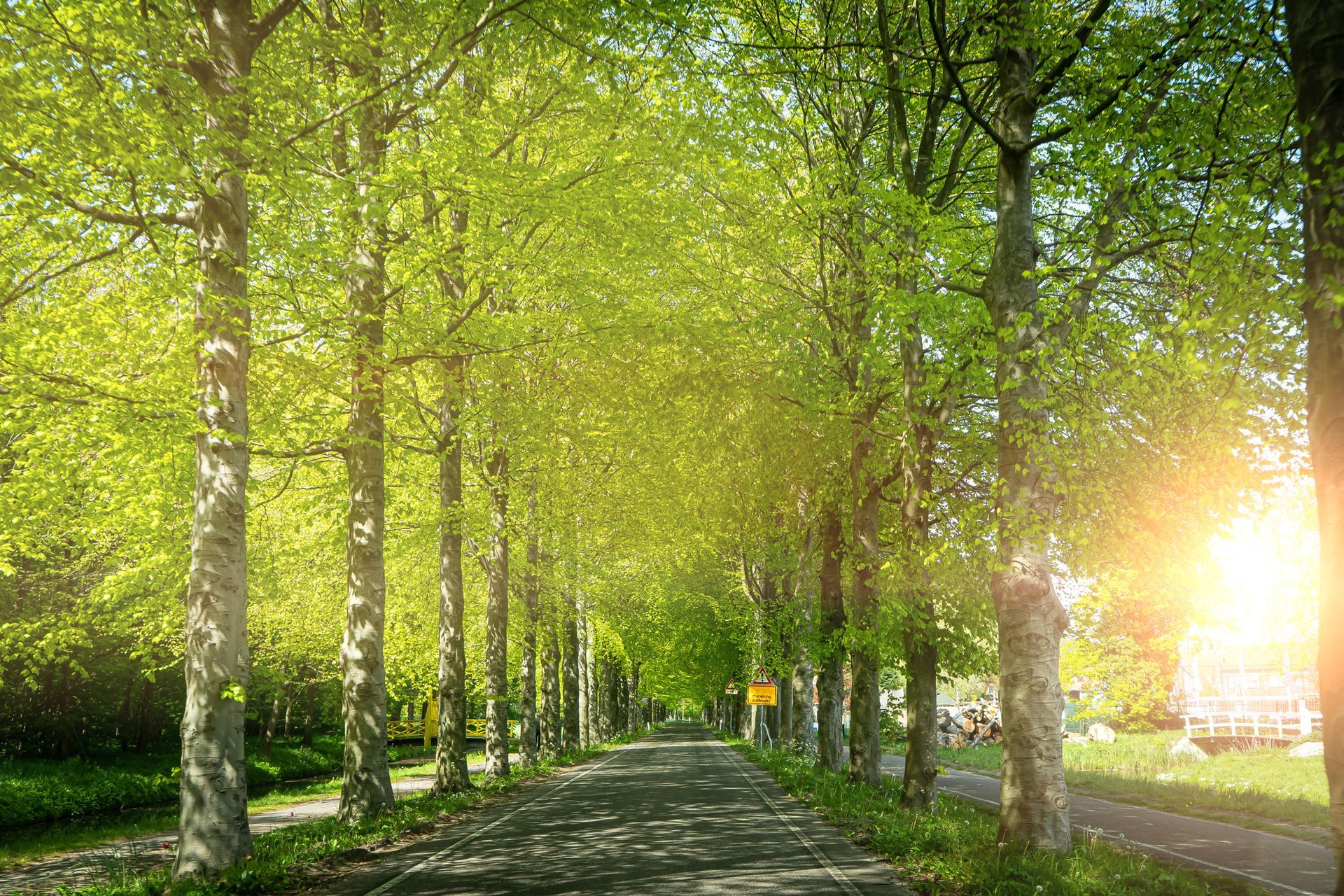 Sunlit path lined with tall trees, lush green leaves, and bright sunlight