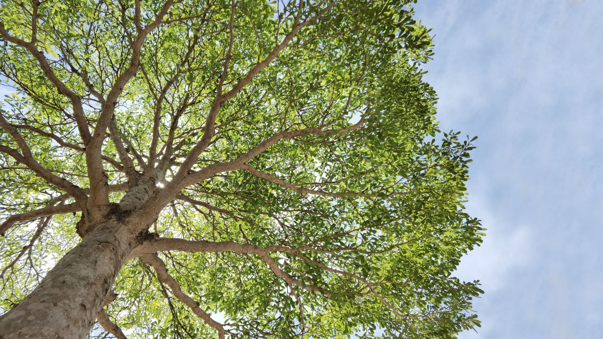 View of a tree from below; green leaves, branches against a partly cloudy, light blue sky
