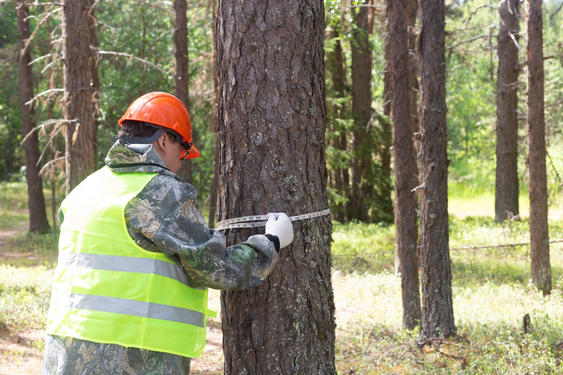 Man in hard hat and safety vest measuring a tree in a forest