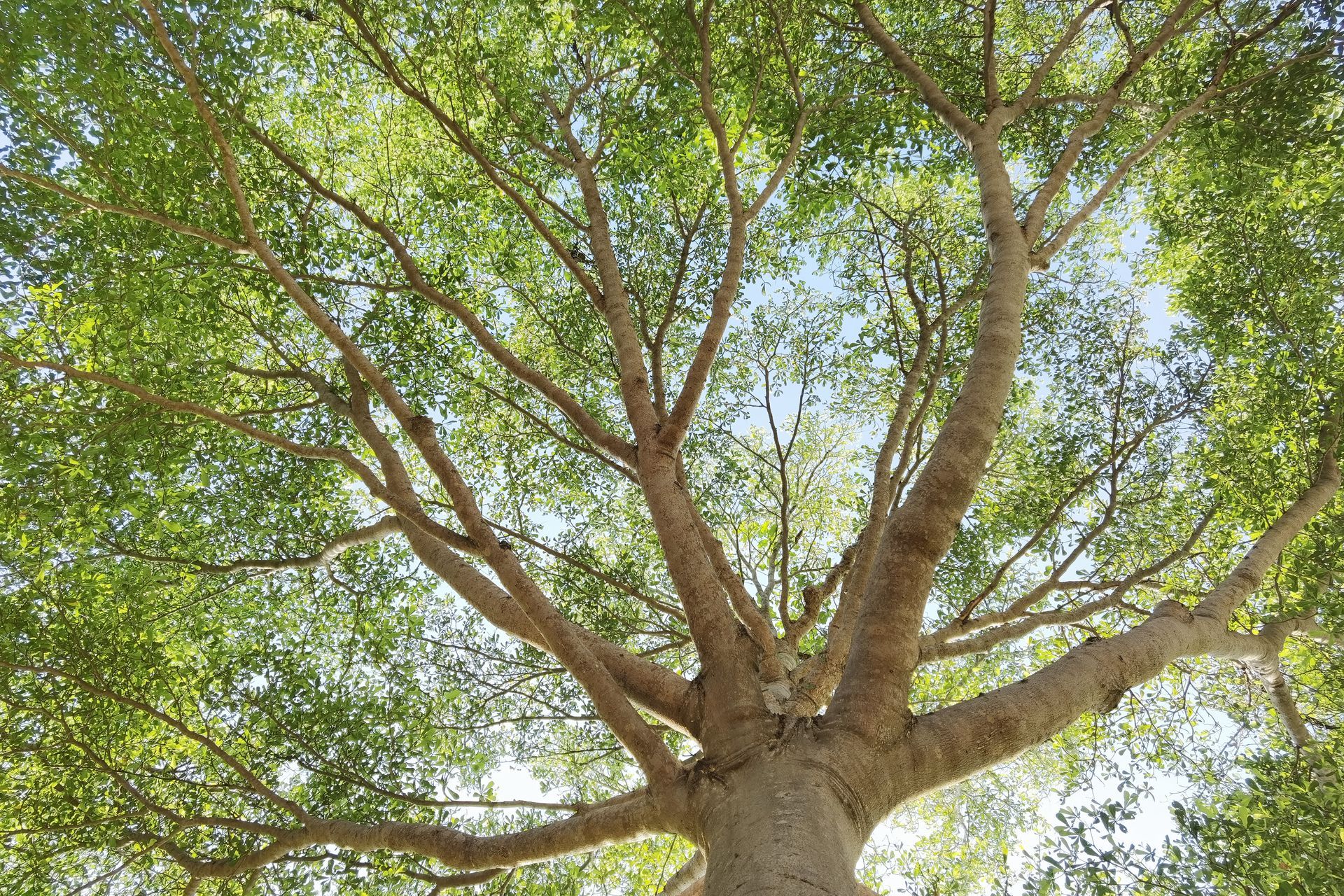 View from below of a tree with a thick trunk and leafy branches against a blue sky