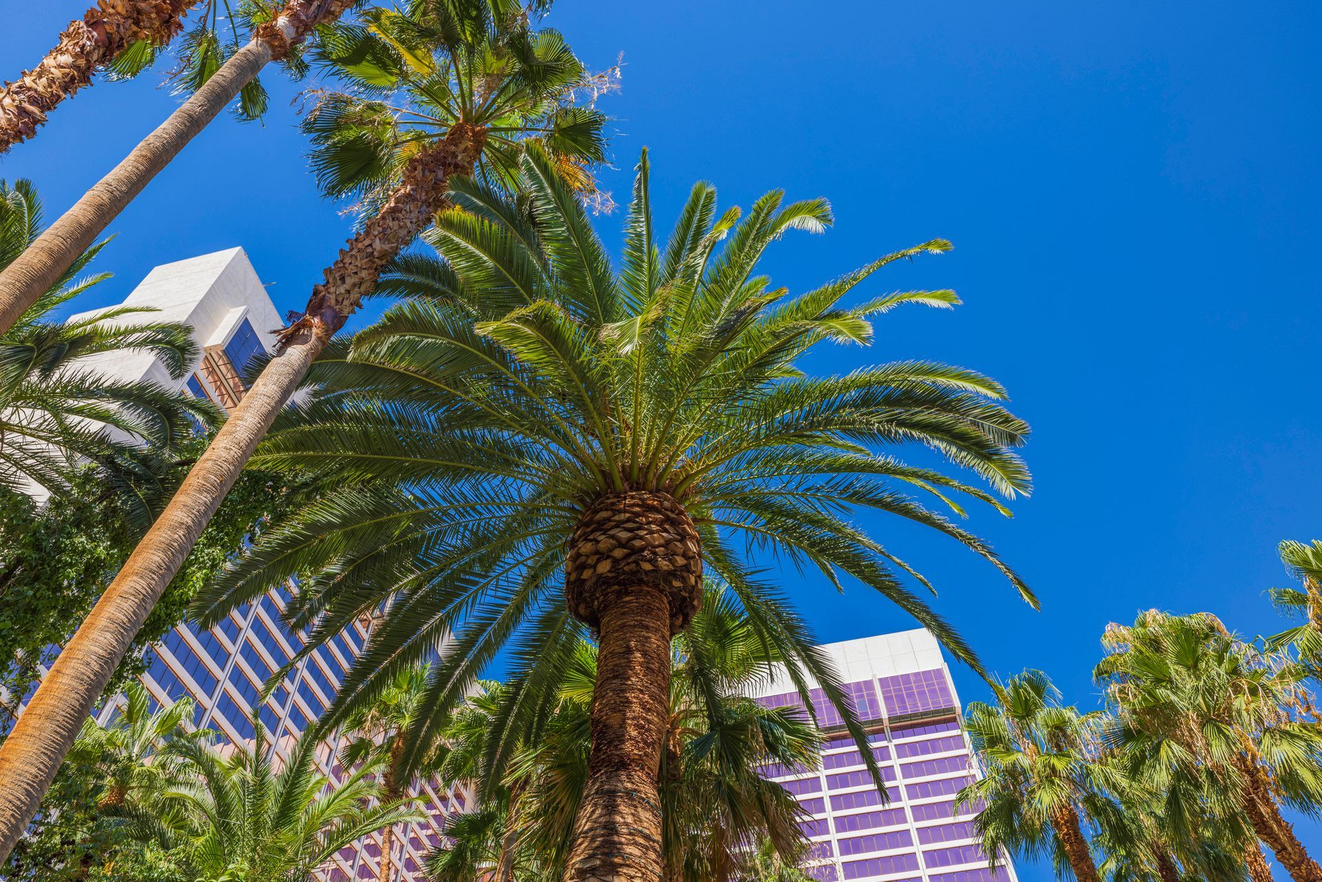 Palm trees in front of high-rise buildings against a bright blue sky