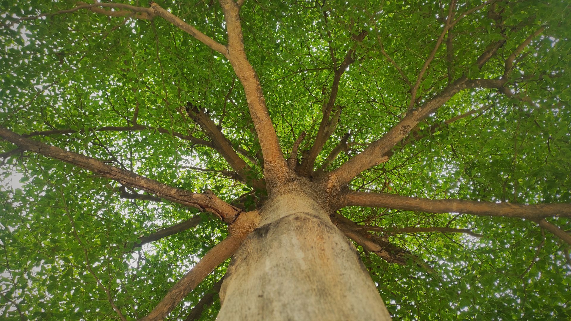 Looking up at a tree trunk and branches with green leaves overhead