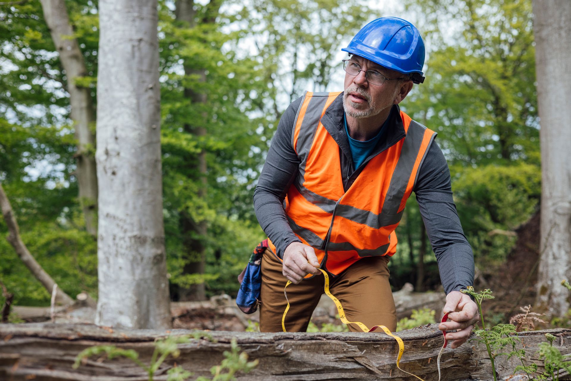 Man in safety gear examining a fallen log in a forest Man in safety gear examining a fallen log in a forest