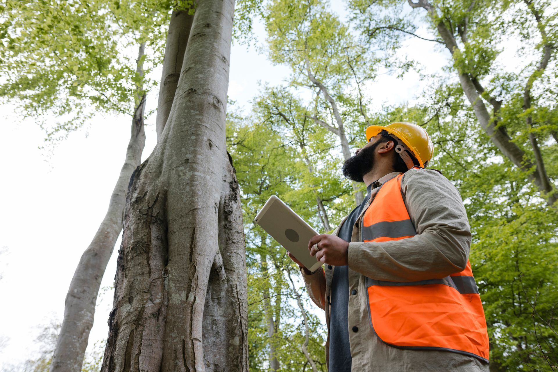 Man examines a tree, holding a tablet, wearing a safety vest and hard hat Man examines a tree, holding a tablet, wearing a safety vest and hard hat