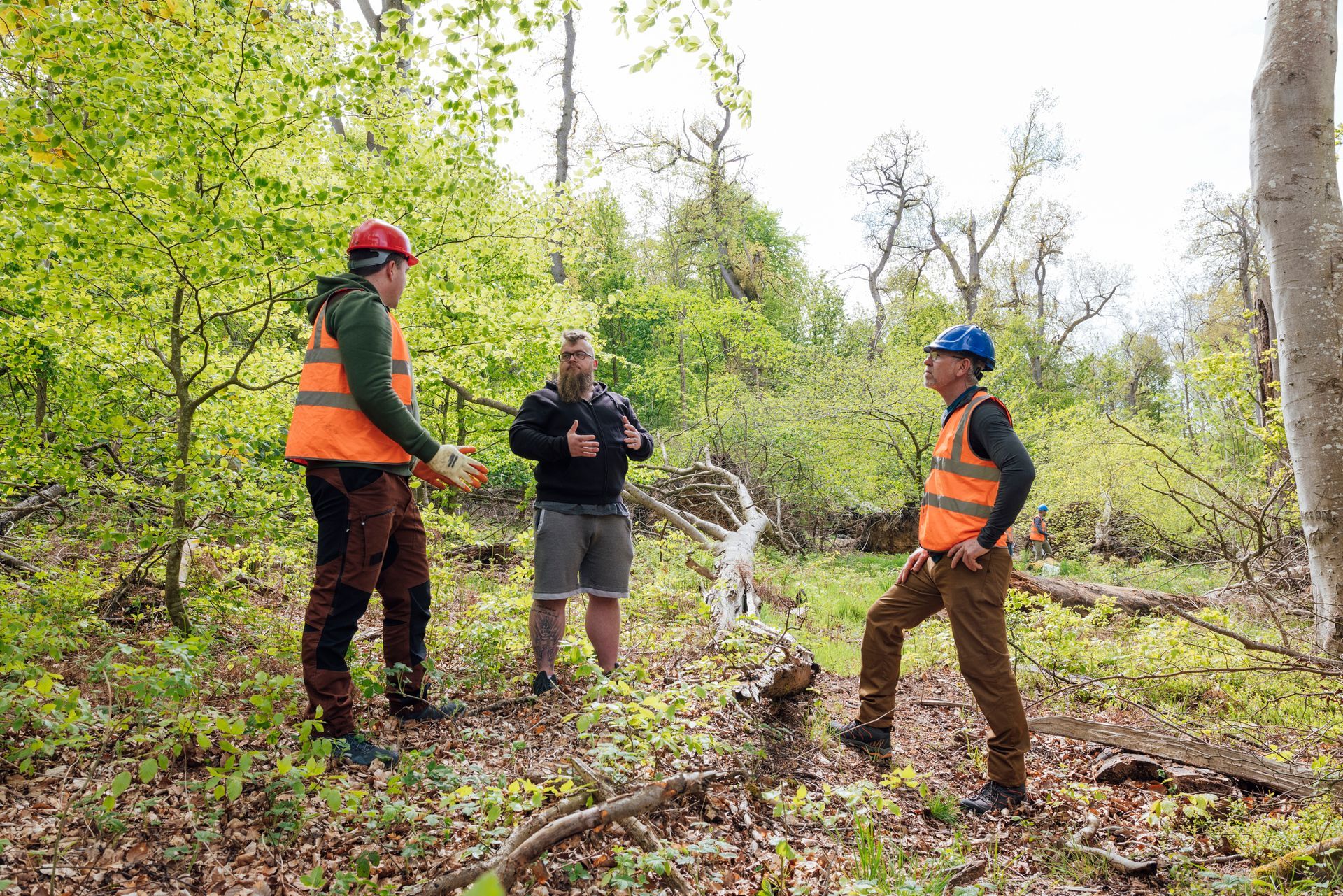 Three people in safety vests and helmets in a forest, discussing a fallen tree Three people in safety vests and helmets in a forest, discussing a fallen tree