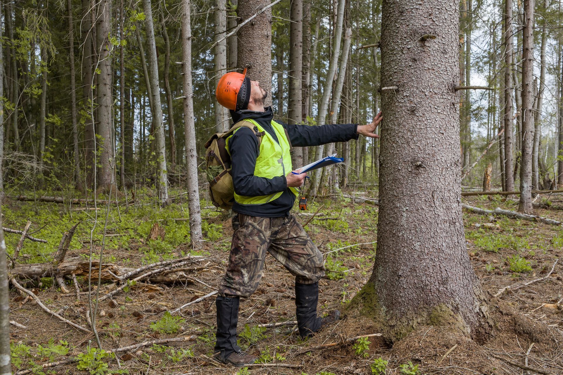 Man in a forest measuring a tree trunk, wearing a hard hat and safety vest