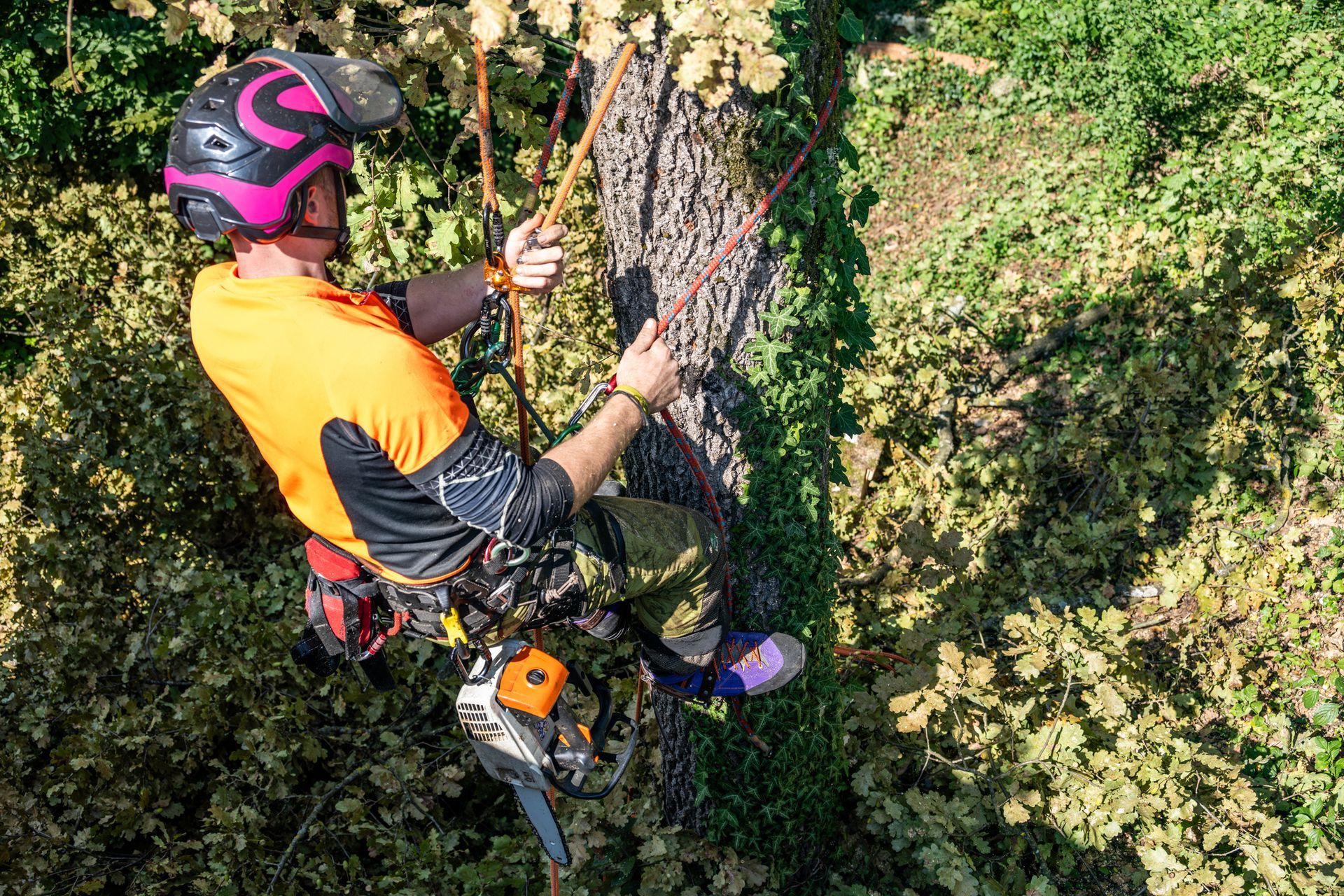Arborist climbing a tree with ropes, surrounded by green foliage Arborist climbing a tree with ropes, surrounded by green foliage