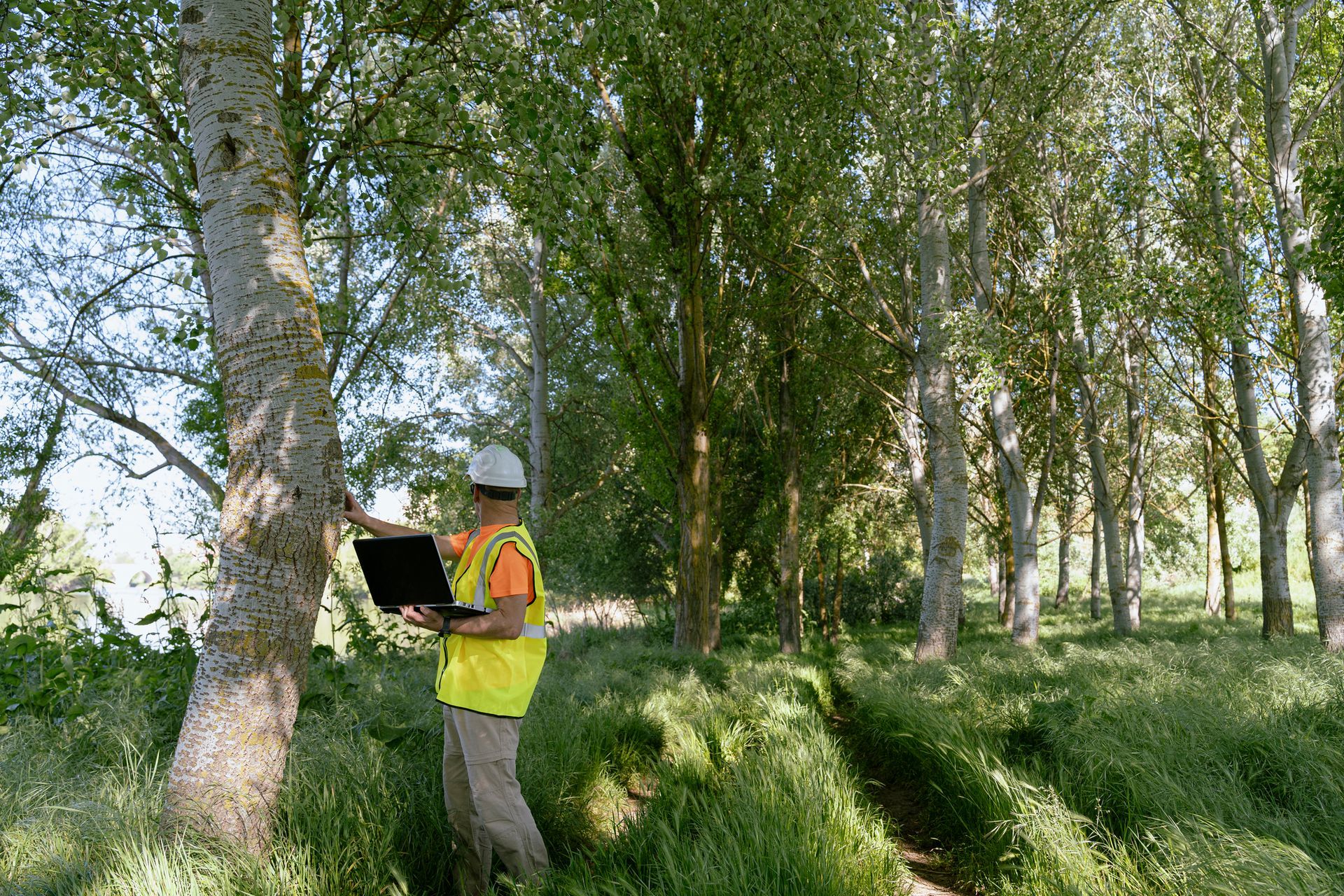 Person in safety vest and hard hat using a laptop to assess trees in a wooded area