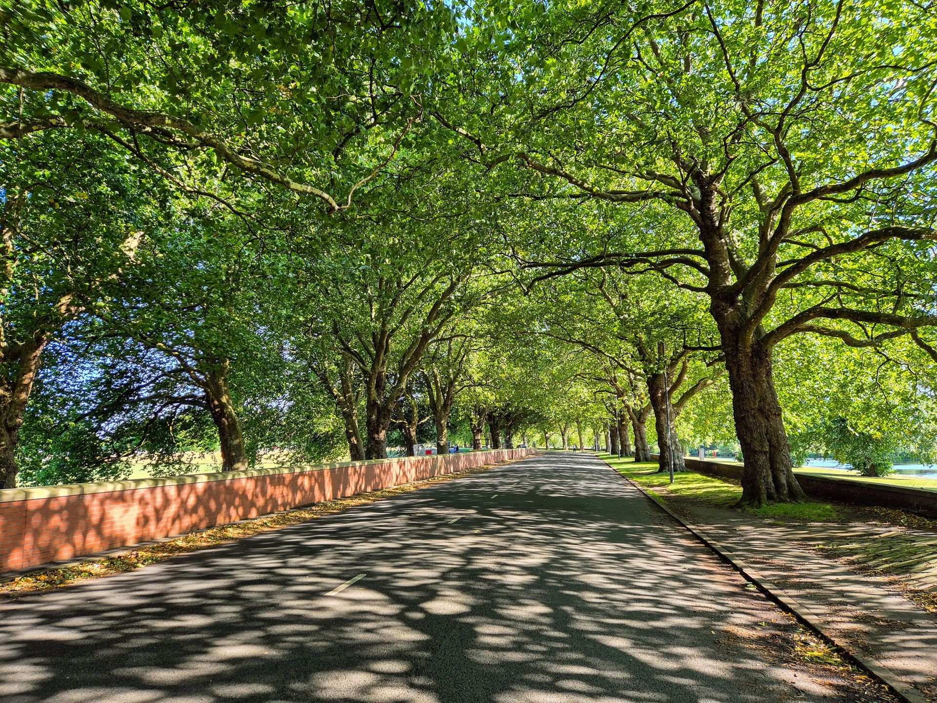 Road lined with trees, shadows cast on asphalt, brown wall on the left, bright green leaves