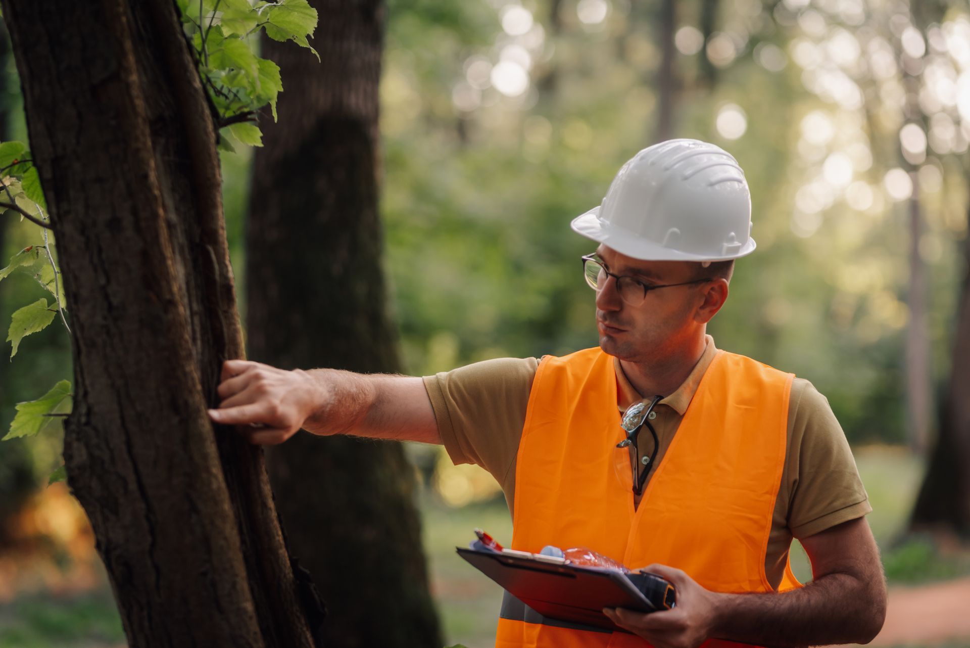 Arborist in hard hat and orange vest examining a tree in a forest, holding a clipboard Arborist in hard hat and orange vest examining a tree in a forest, holding a clipboard