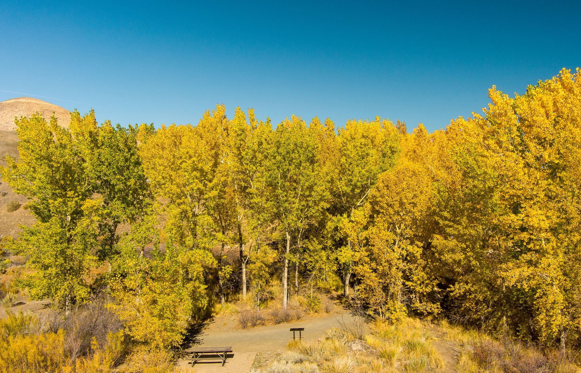 Yellow and green autumn trees surround a picnic table in an open, sunlit area against a blue sky Yellow and green autumn trees surround a picnic table in an open, sunlit area against a blue sky