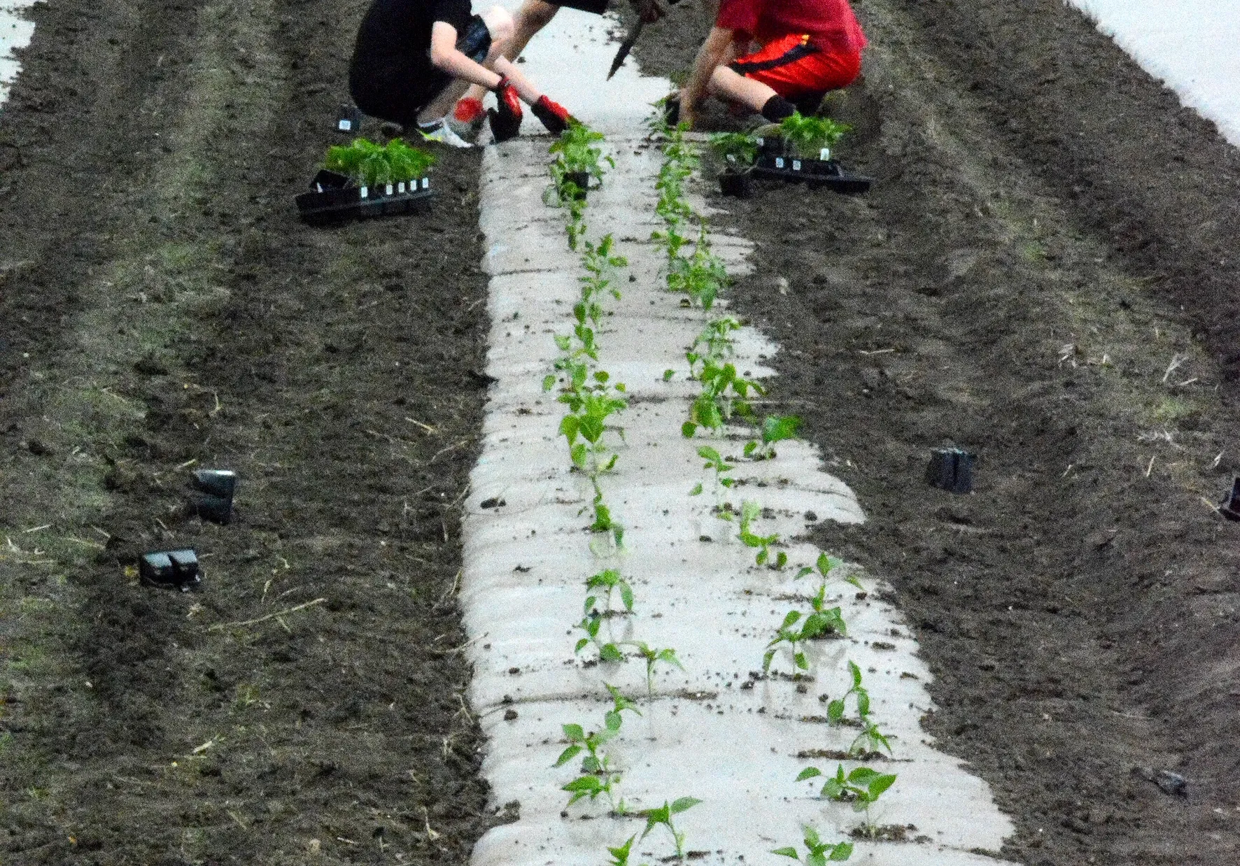 Growing Vegetable