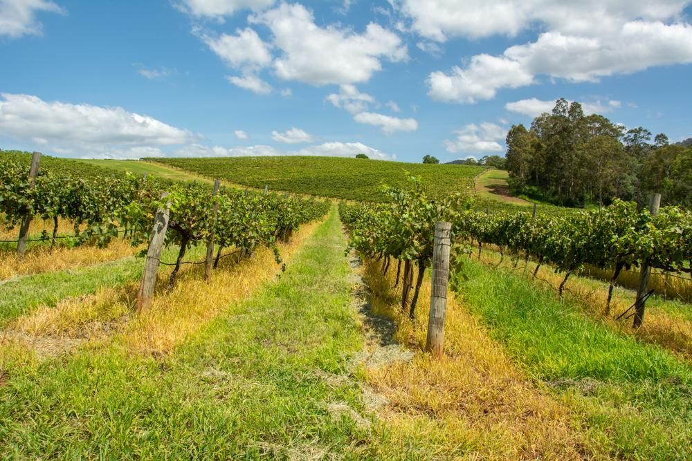 A Row Of Vines Growing In A Vineyard On A Sunny Day — East Coast Air In Cessnock, NSW