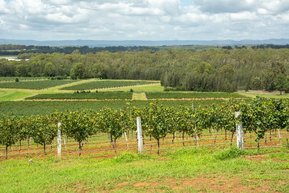 A View Of A Vineyard With Trees In The Background On A Sunny Day — East Coast Air In Cessnock, NSW