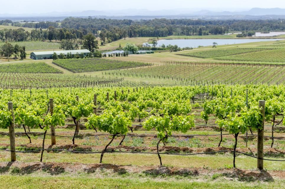 A View Of A Vineyard With A Lake In The Background — East Coast Air In Cessnock, NSW