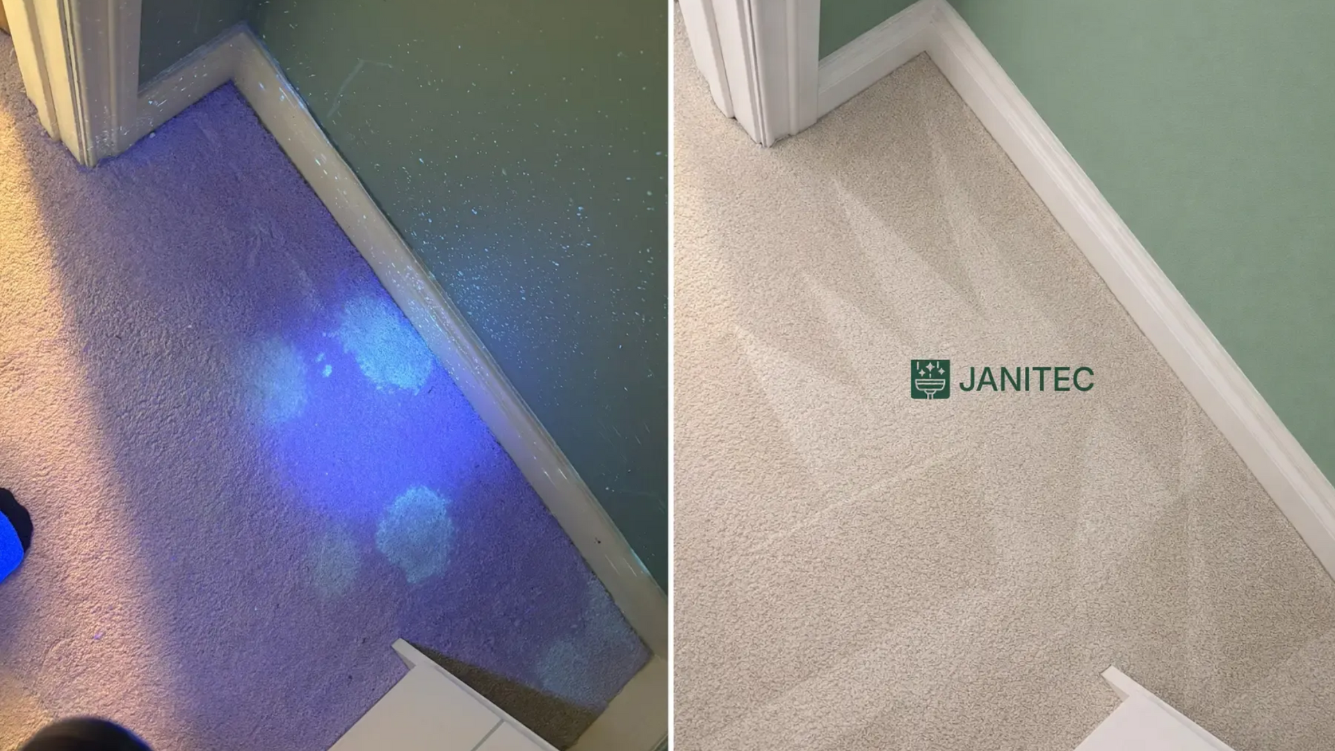 UV light identifying pet urine contamination in calgary carpet