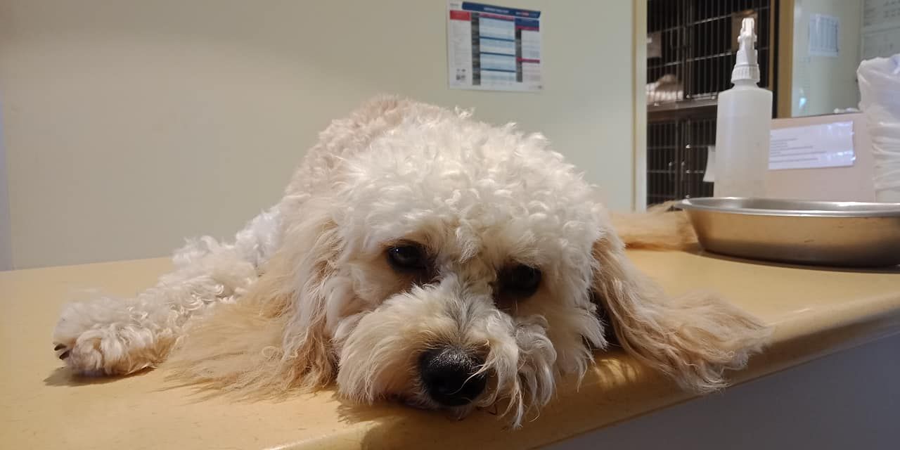 Beige Cockapoo On Table In Medical Setting — Animalia Health Group Pty Ltd in Lennox Head, NSW