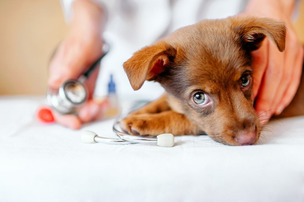 Brown Puppy Examined With Stethoscope at Vet's Office — Animalia Health Group Pty Ltd in Ballina, NSW