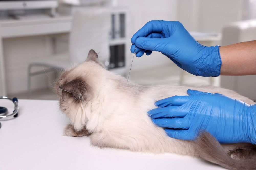 A Cat Is Being Acupunctured by A Veterinarian — Ballina Veterinary Hospital In Ballina, NSW