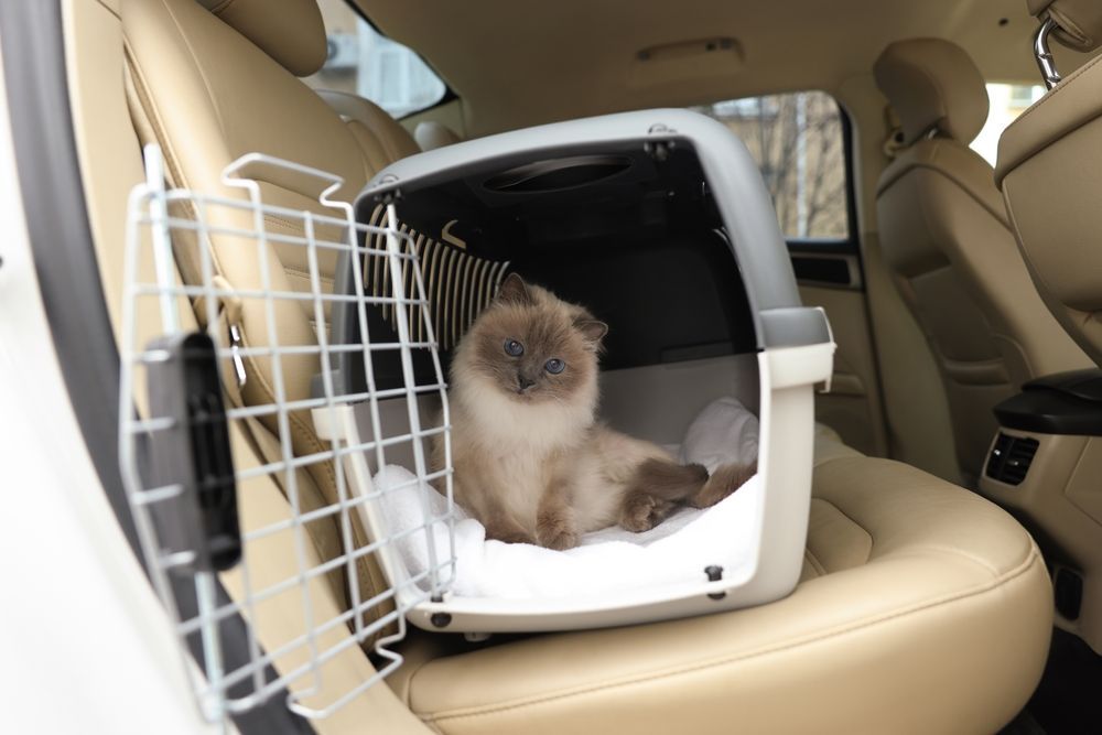 Cat in Carrier Inside Car — Animalia Health Group Pty Ltd in Lennox Head, NSW