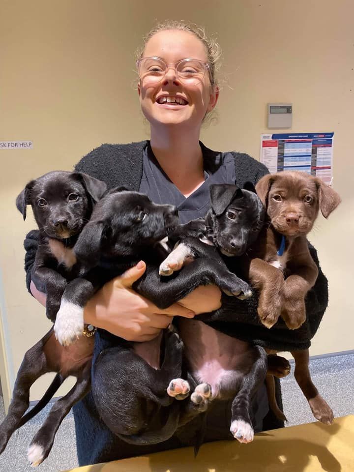 Woman Holding Five Black And Brown Puppies — Animalia Health Group Pty Ltd in Cumbalum, NSW