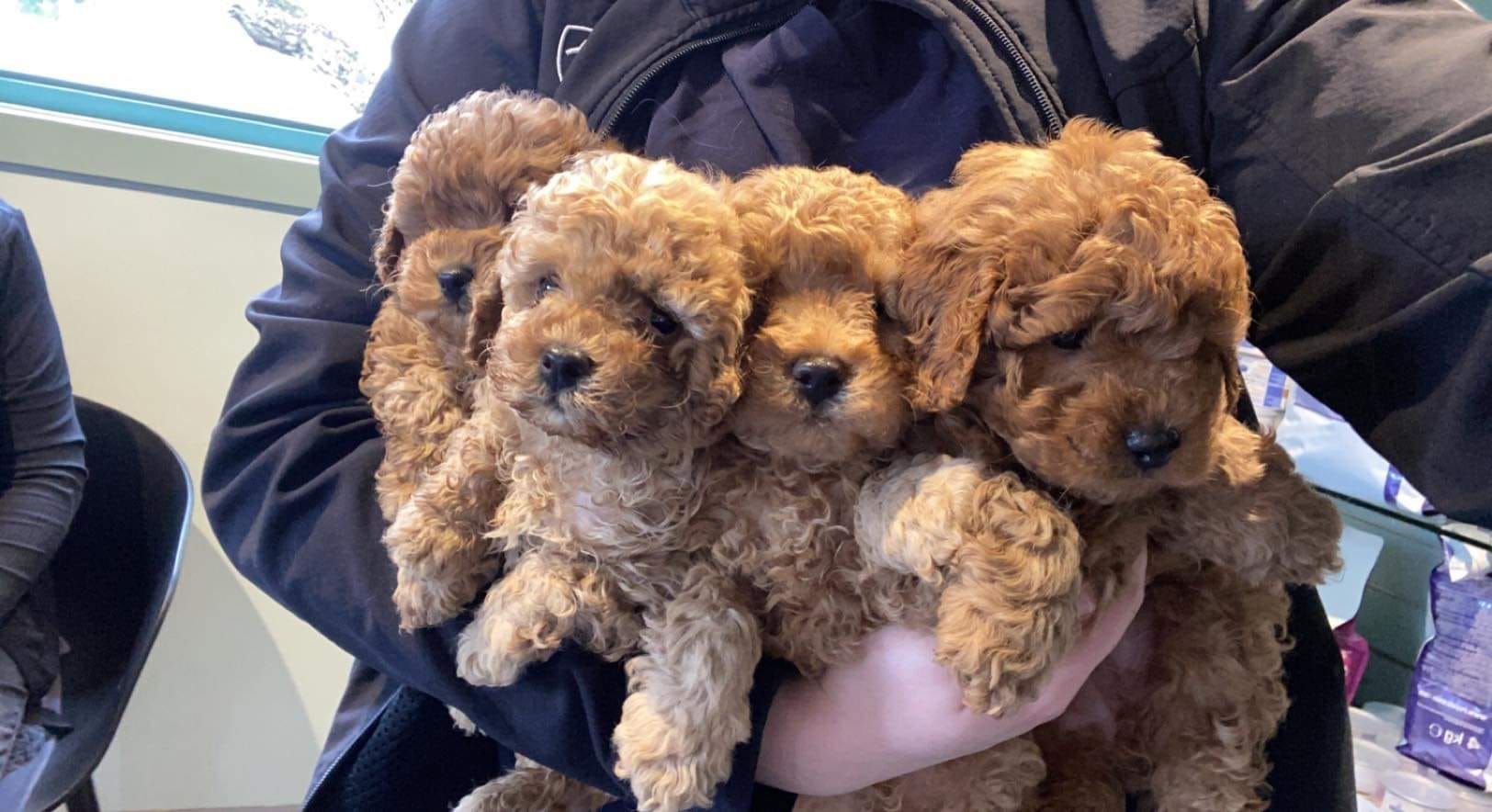 Person Holding Four Curly-Haired Brown Puppies — Animalia Health Group Pty Ltd in Cumbalum, NSW