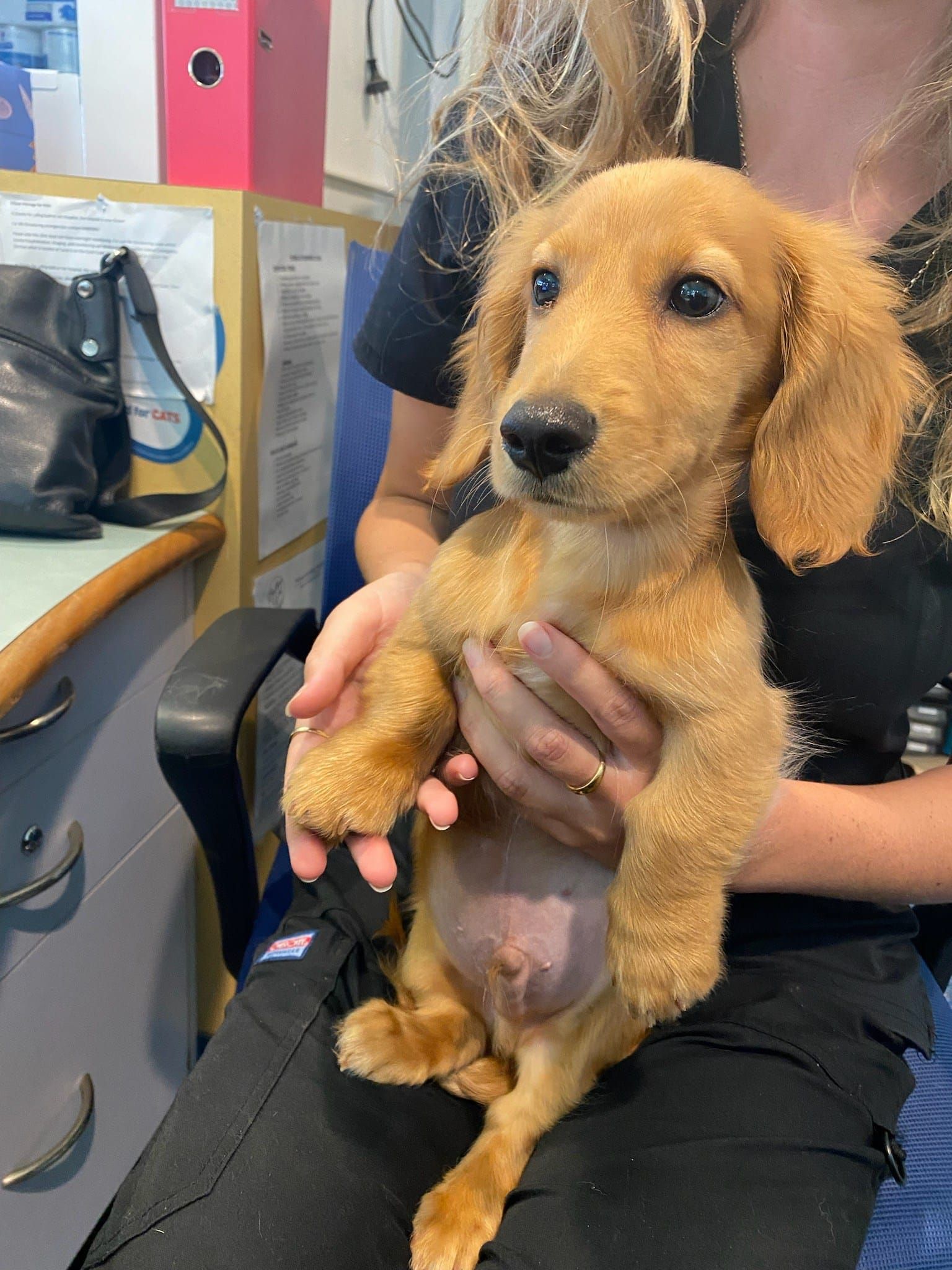 Golden Dachshund Puppy In Lap Indoors — Animalia Health Group Pty Ltd in Wollongbar, NSW