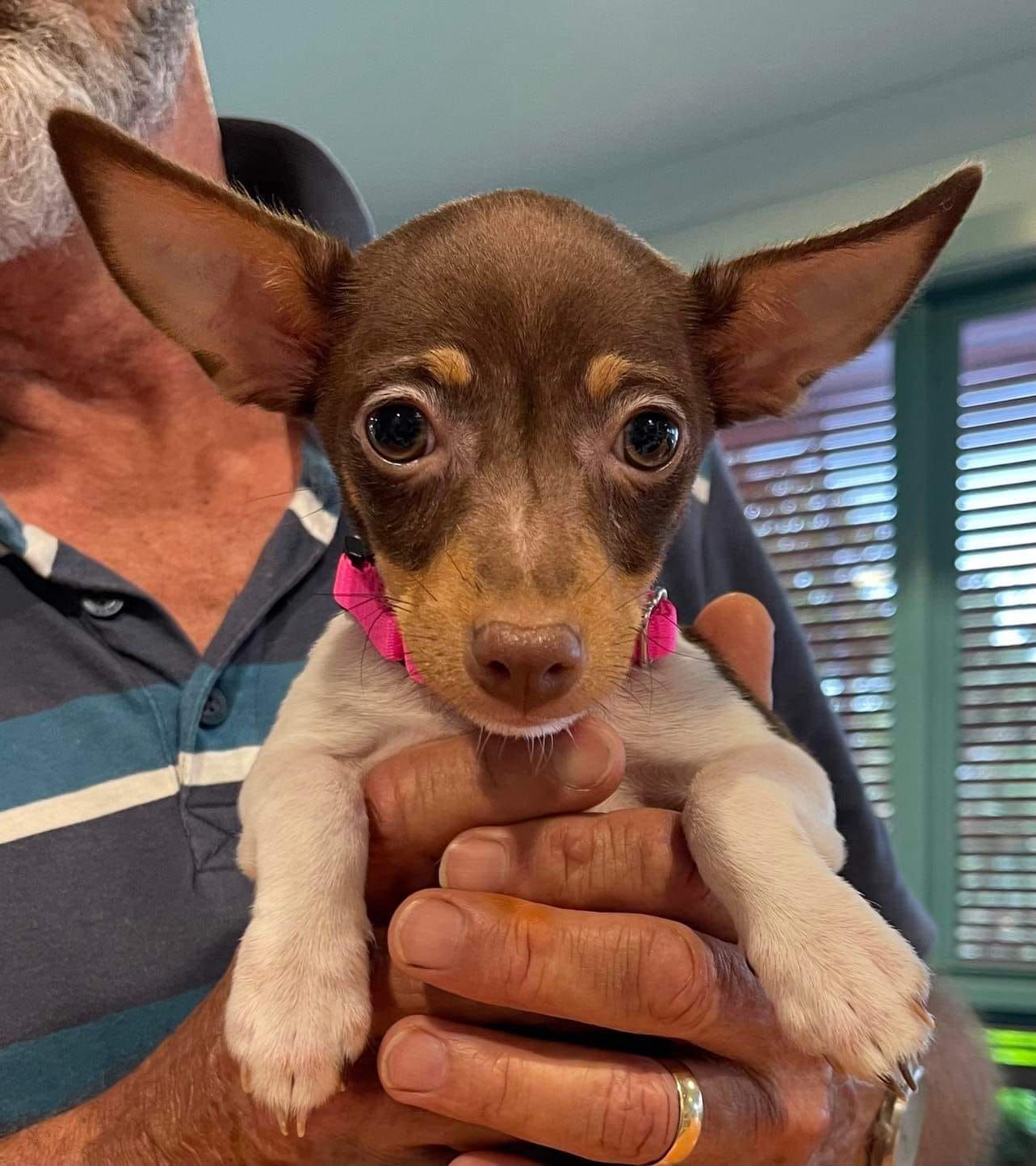 Small Brown And White Puppy With Pink Collar — Animalia Health Group Pty Ltd in Wollongbar, NSW