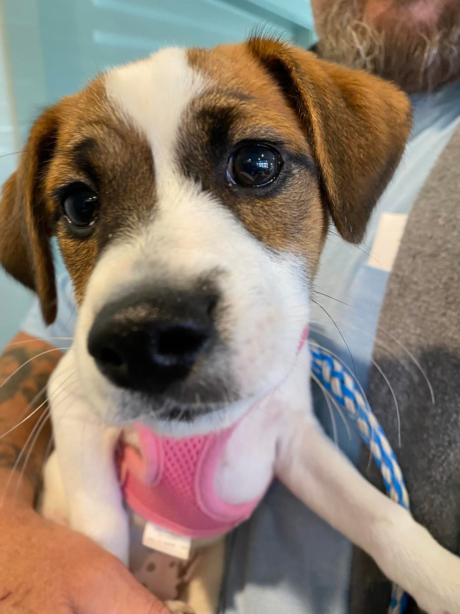 White And Brown Puppy With Pink Harness — Animalia Health Group Pty Ltd in Alstonville, NSW