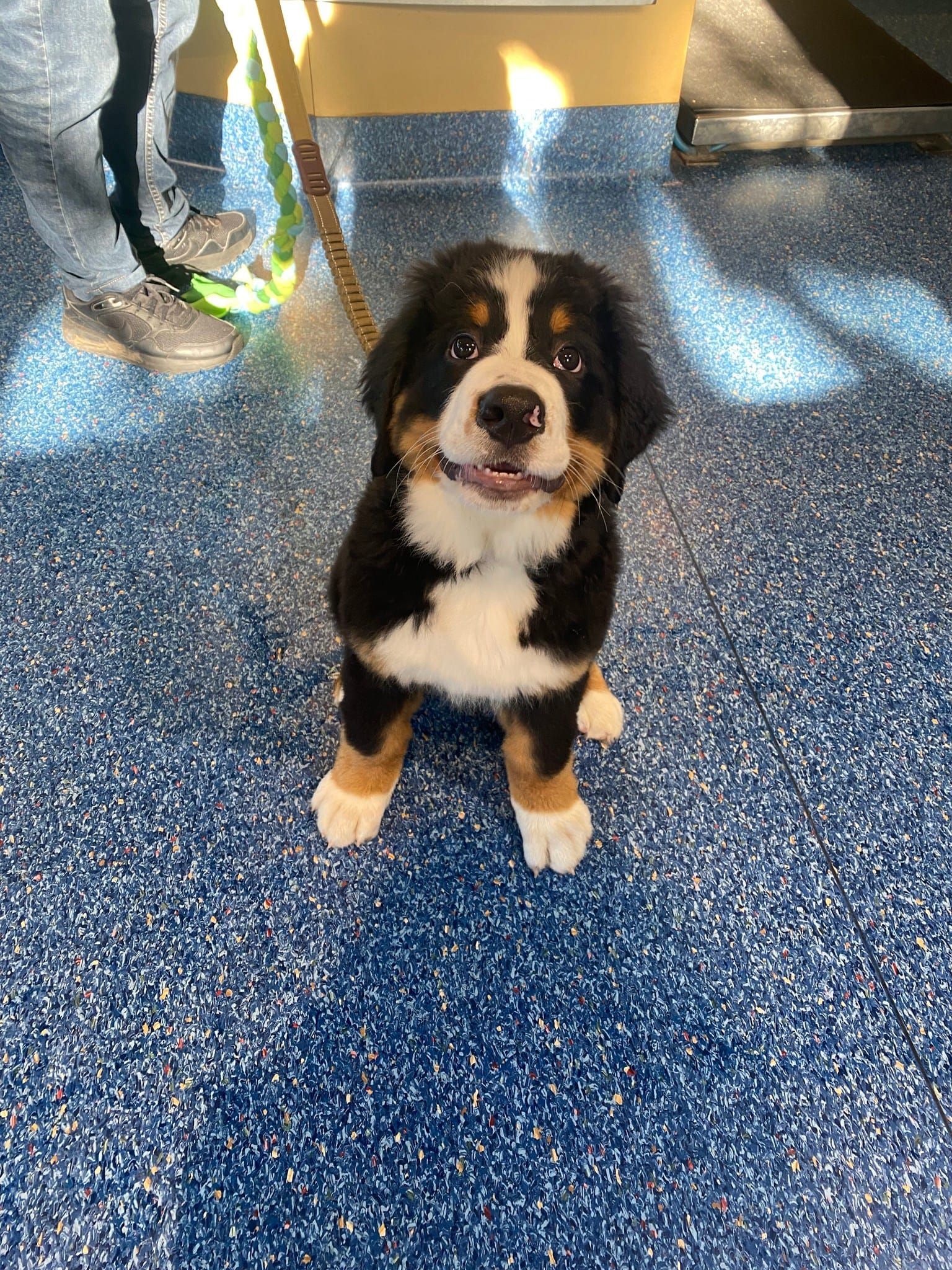 Bernese Mountain Dog Puppy On Blue Floor — Animalia Health Group Pty Ltd in Wollongbar, NSW