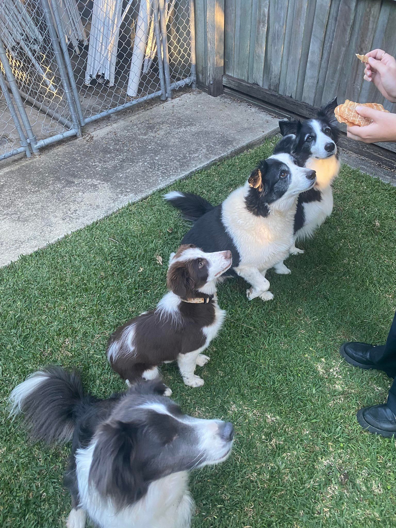 Four Dogs Waiting For Treat In Yard — Animalia Health Group Pty Ltd in Alstonville, NSW